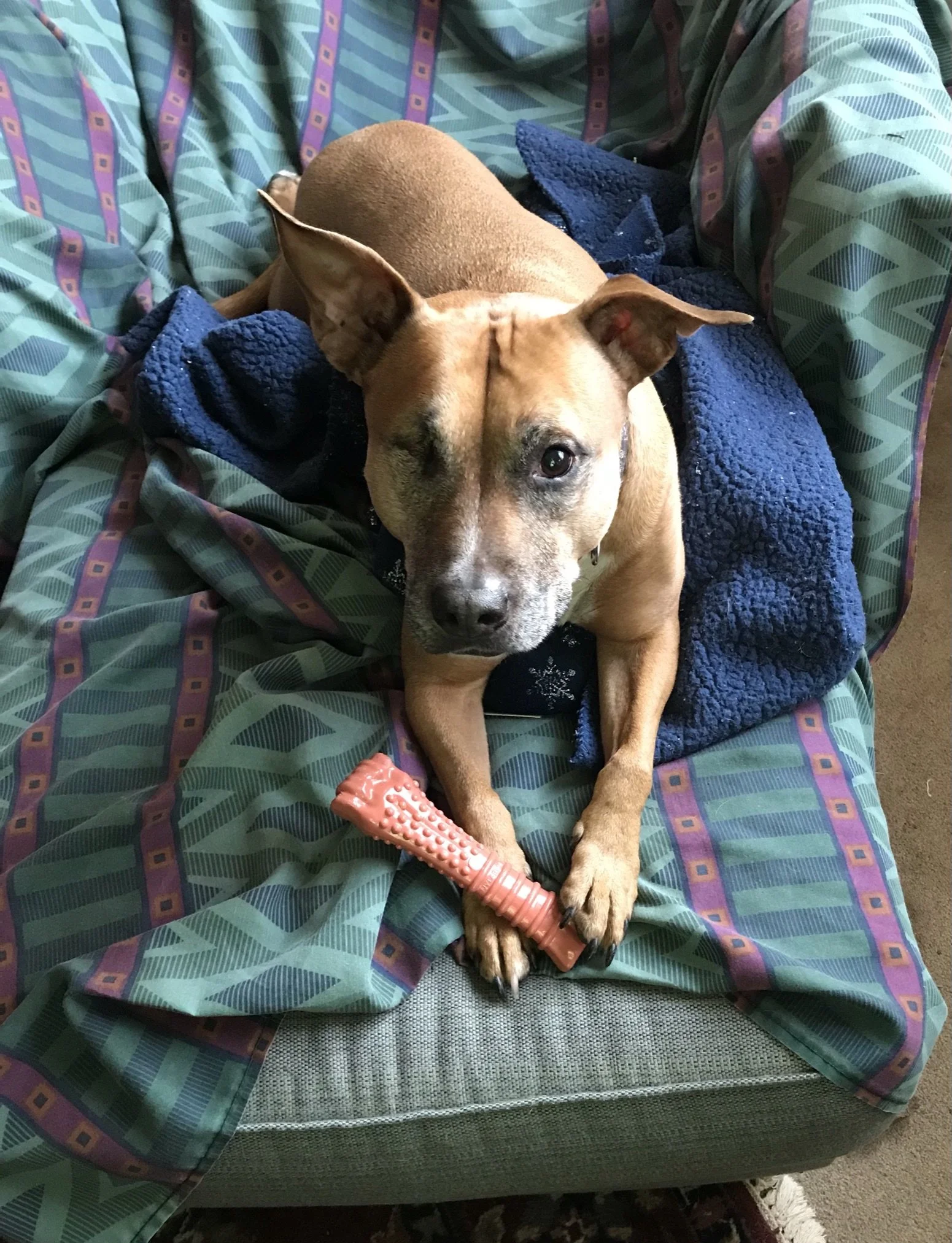 Thank you for allowing my beloved Annie to be pain free.