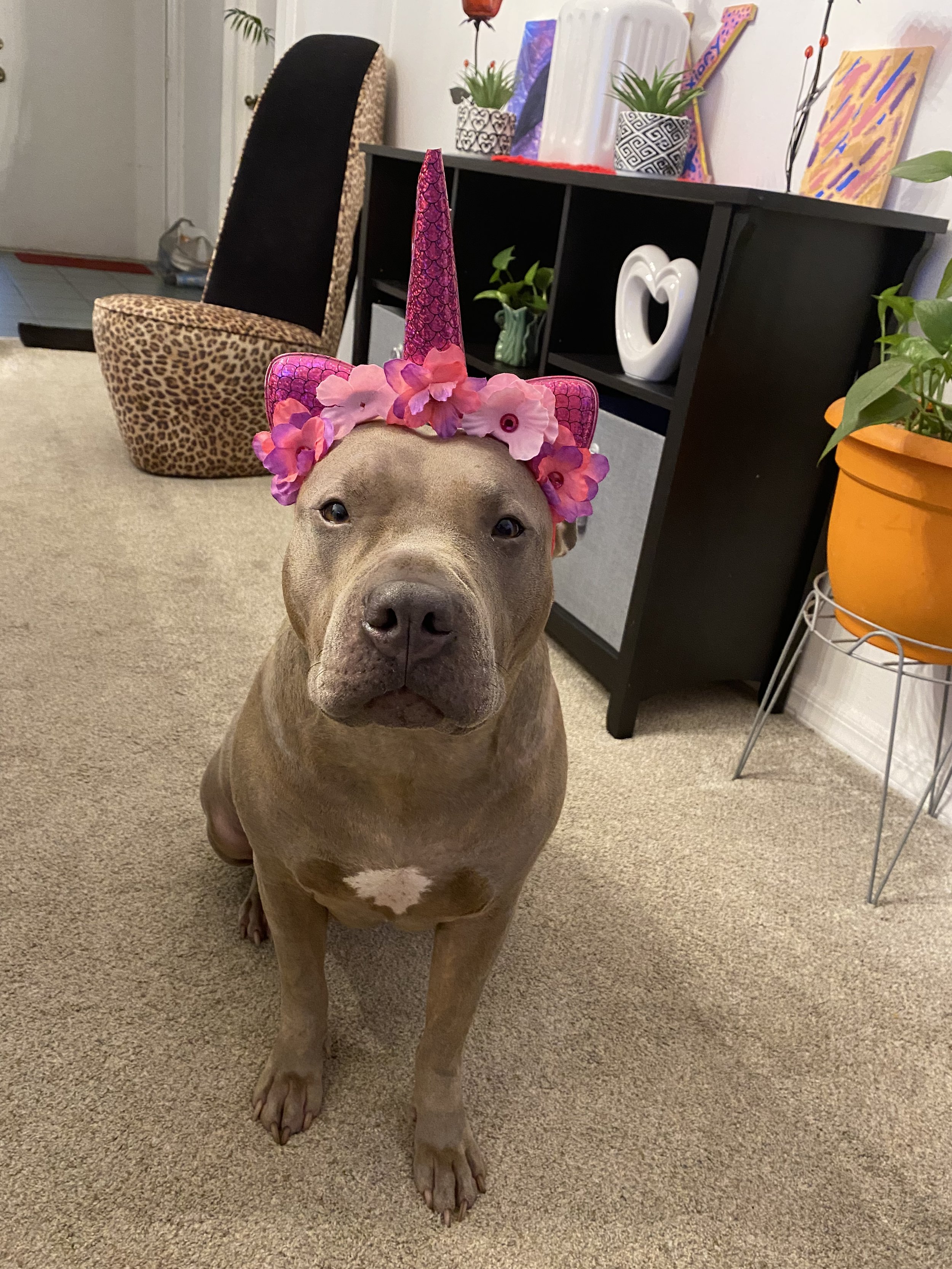 Thank you for helping my very special girl, Ivy.