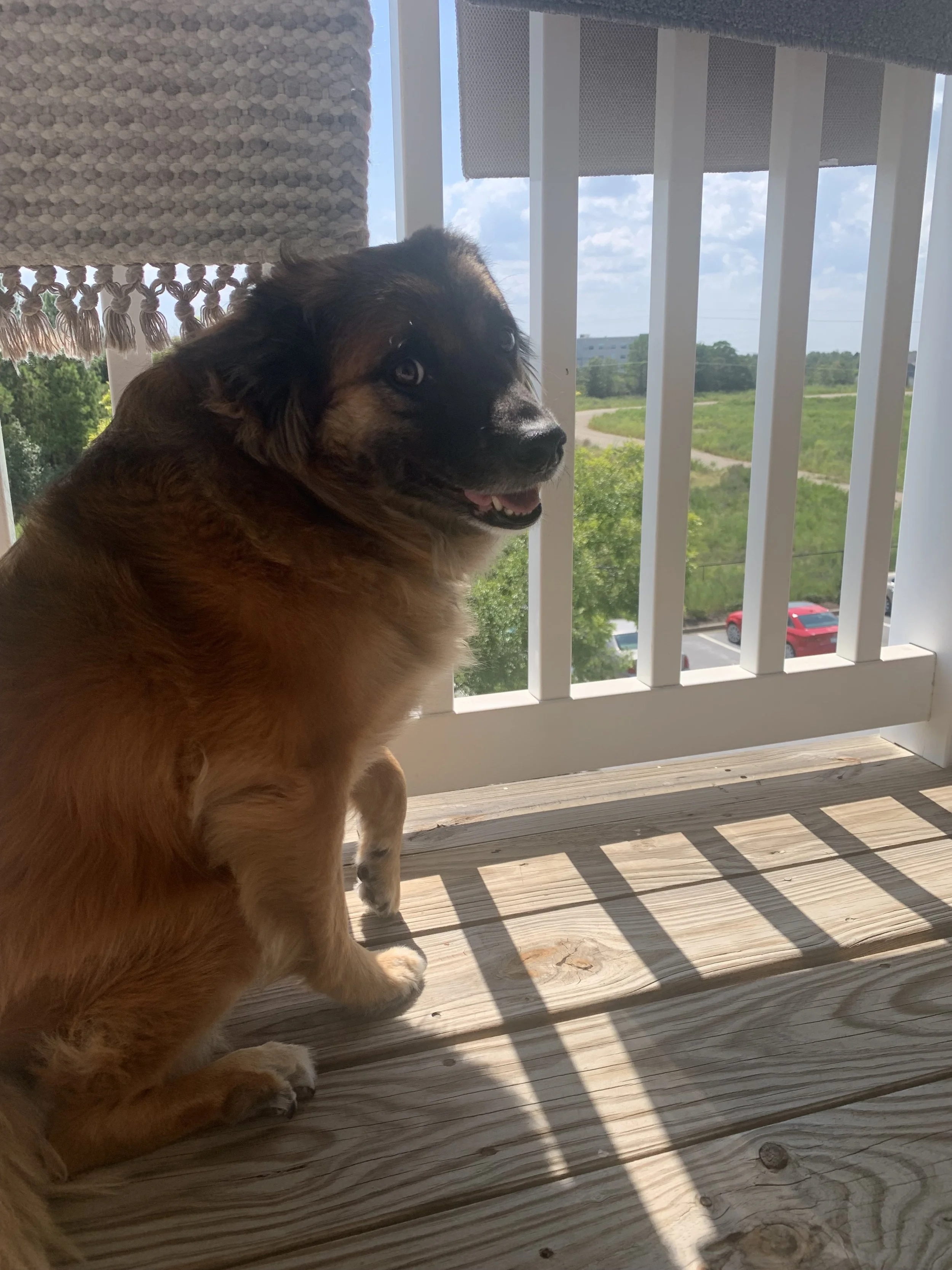 This grant literally changesTeddy's and my life for the better for many years to come, so I cannot express my gratitude enough. 