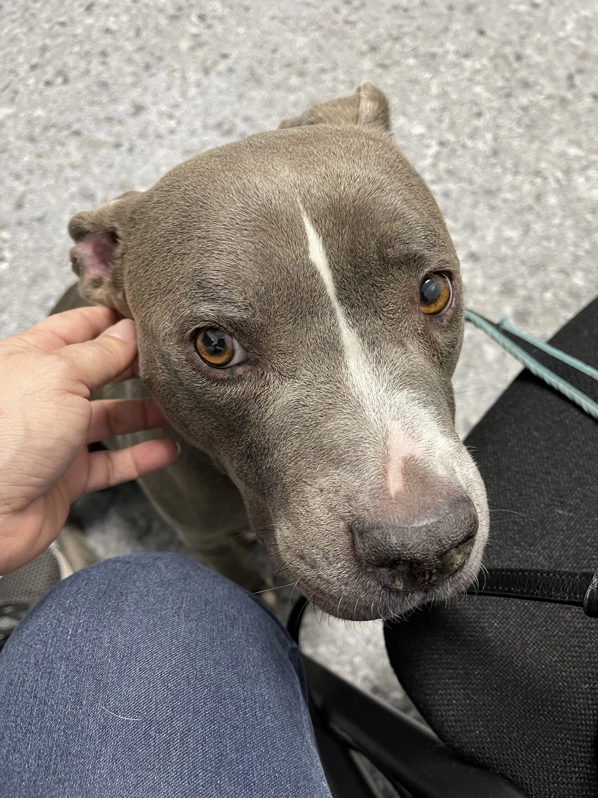 My Frankie girl is going to be A-ok!!