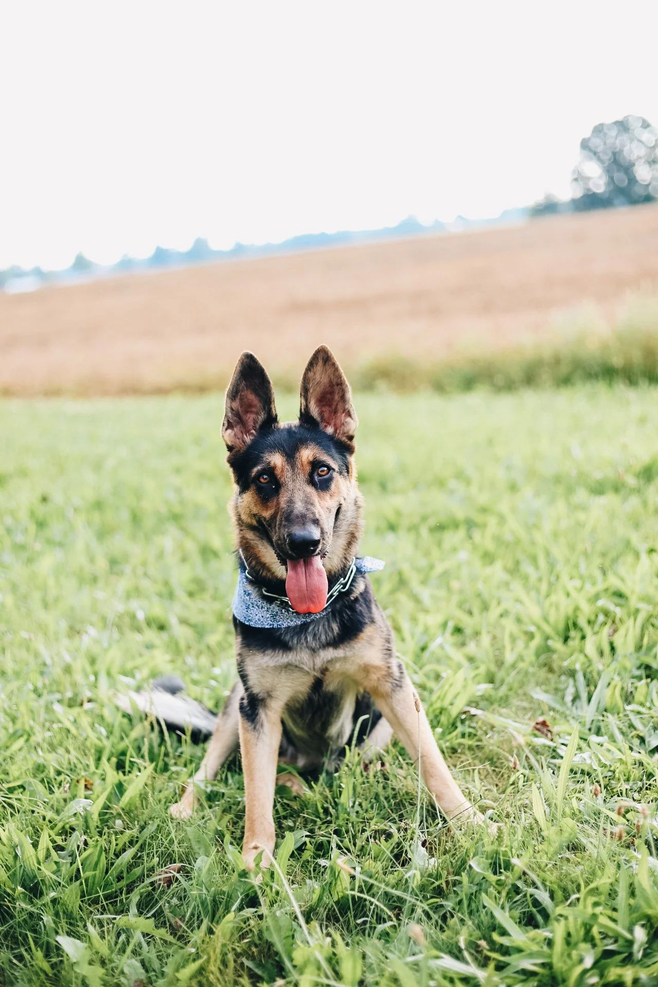 I will forever be thankful for this generosity and whenever I am able I will give back to other fur babies in need just like Kimber.