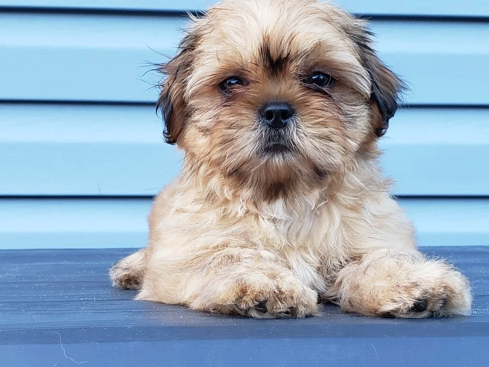 I am forever grateful. Thank you for helping Buttercup.