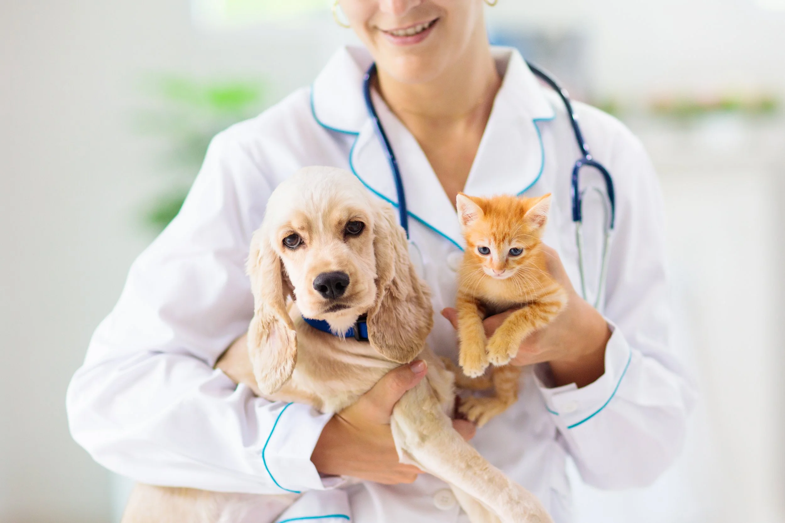 Annual Pet Wellness package