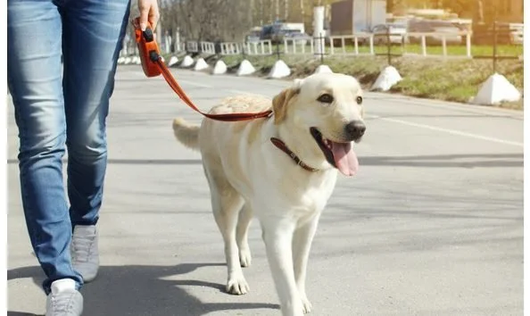 Dog Walking in New York