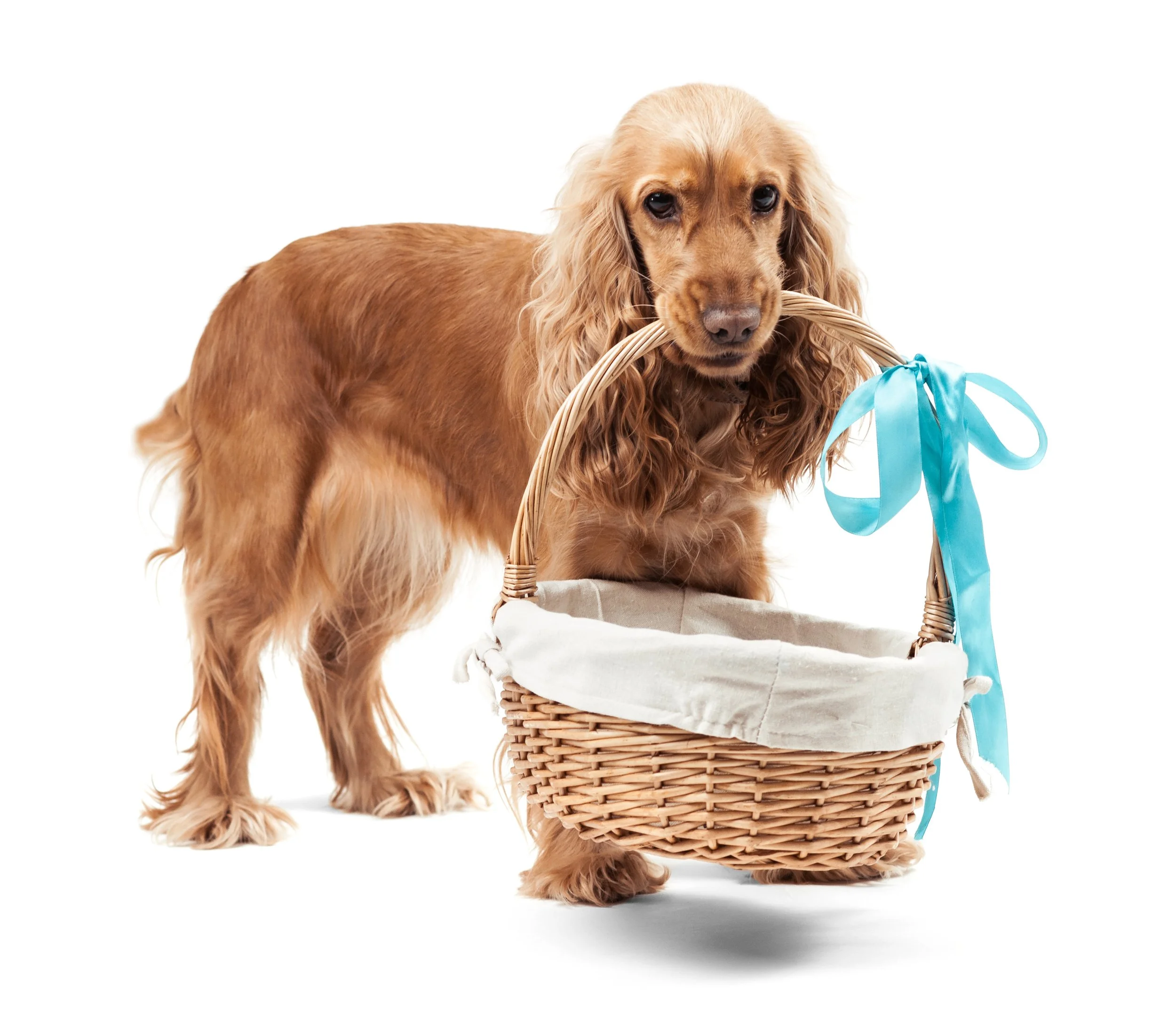 BluePearl Pet Hospital Puptastic Gift Basket