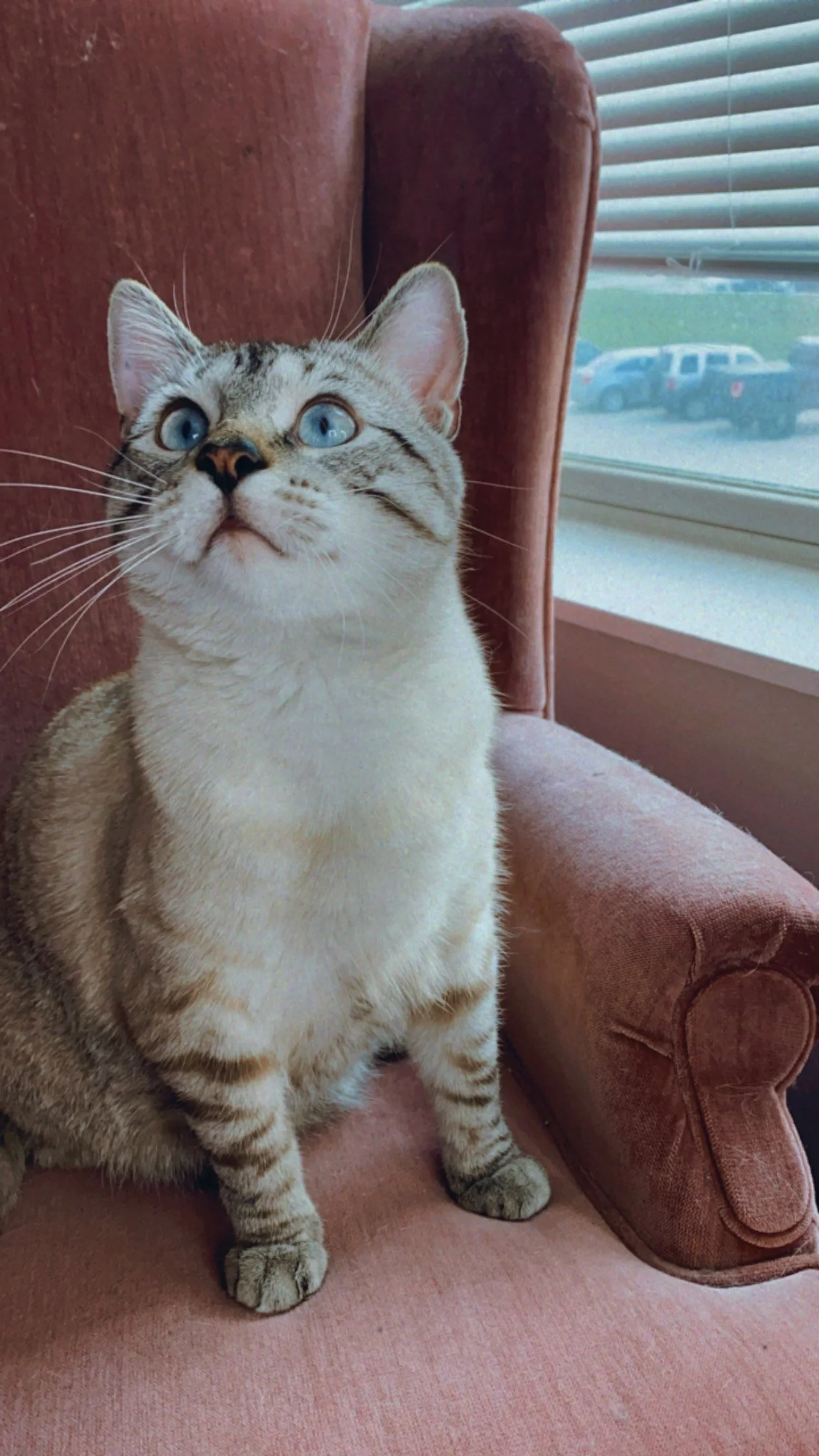 THANK YOU for being the reason our little Derecho was able to have surgery &amp; continue living life! 