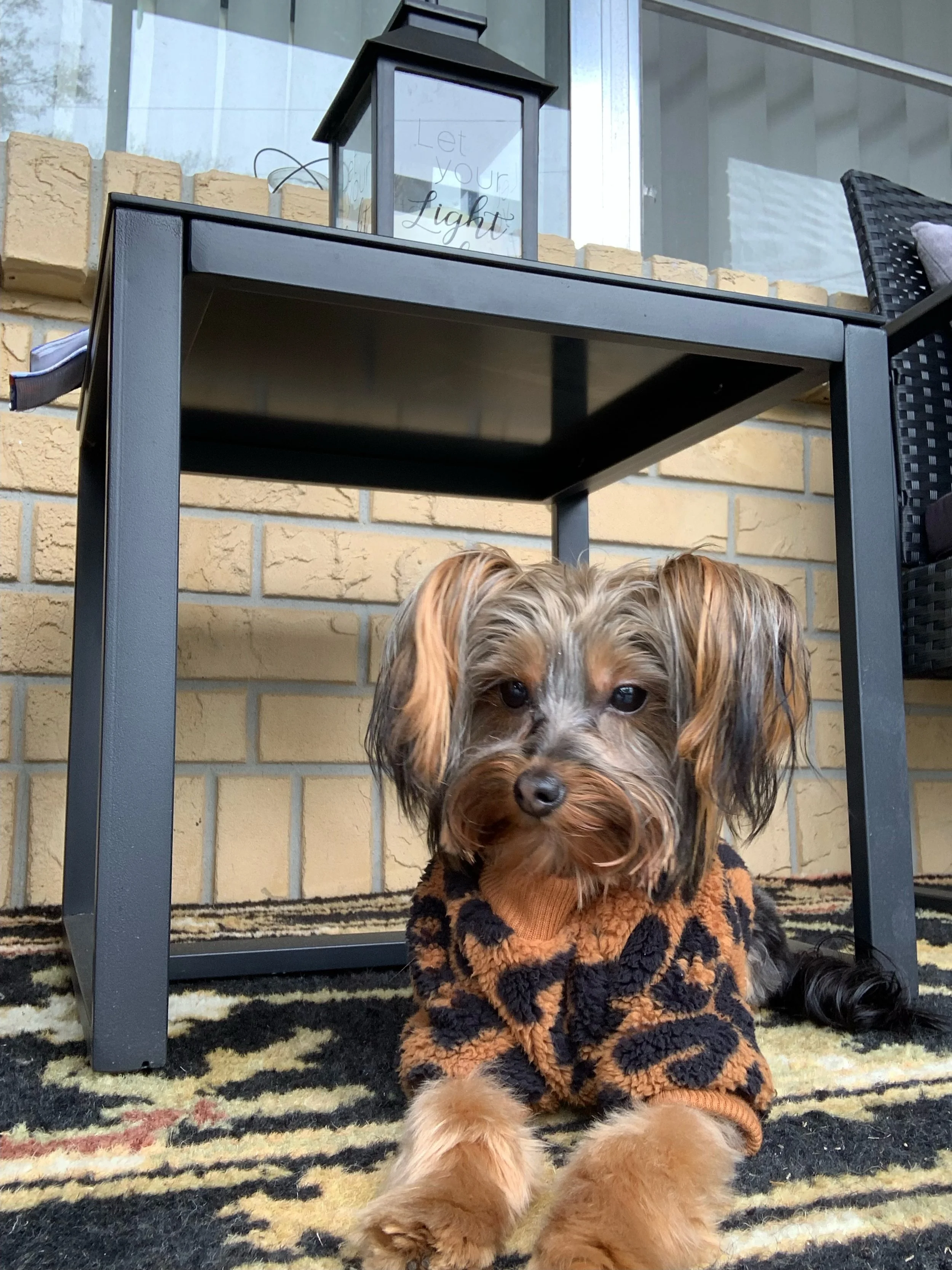 Thank you so much for all the donations to assist with Kobe's surgery!