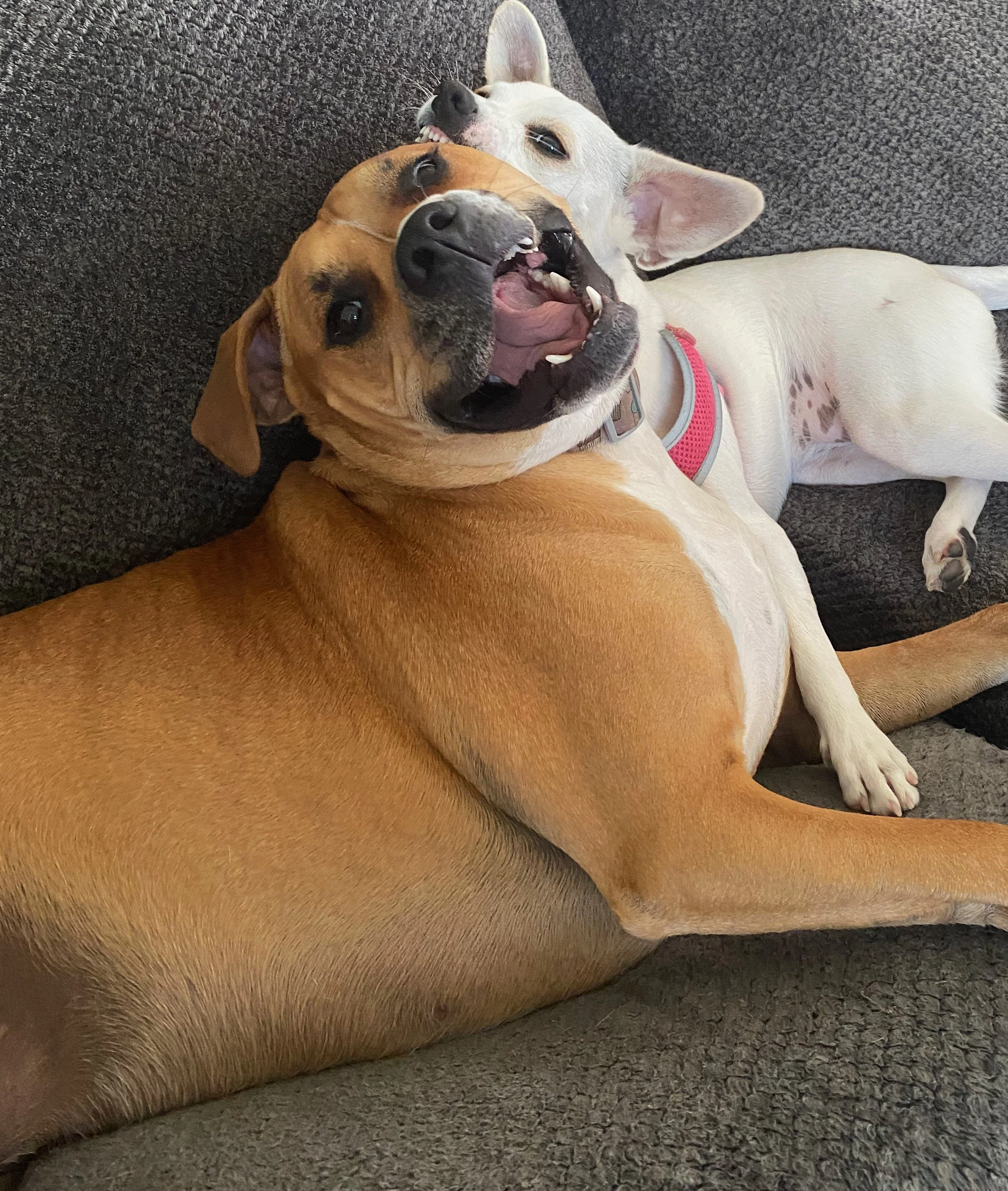 Words cannot even express the gratitude that Lola and I have for all of you! This grant means the absolute WORLD to us !