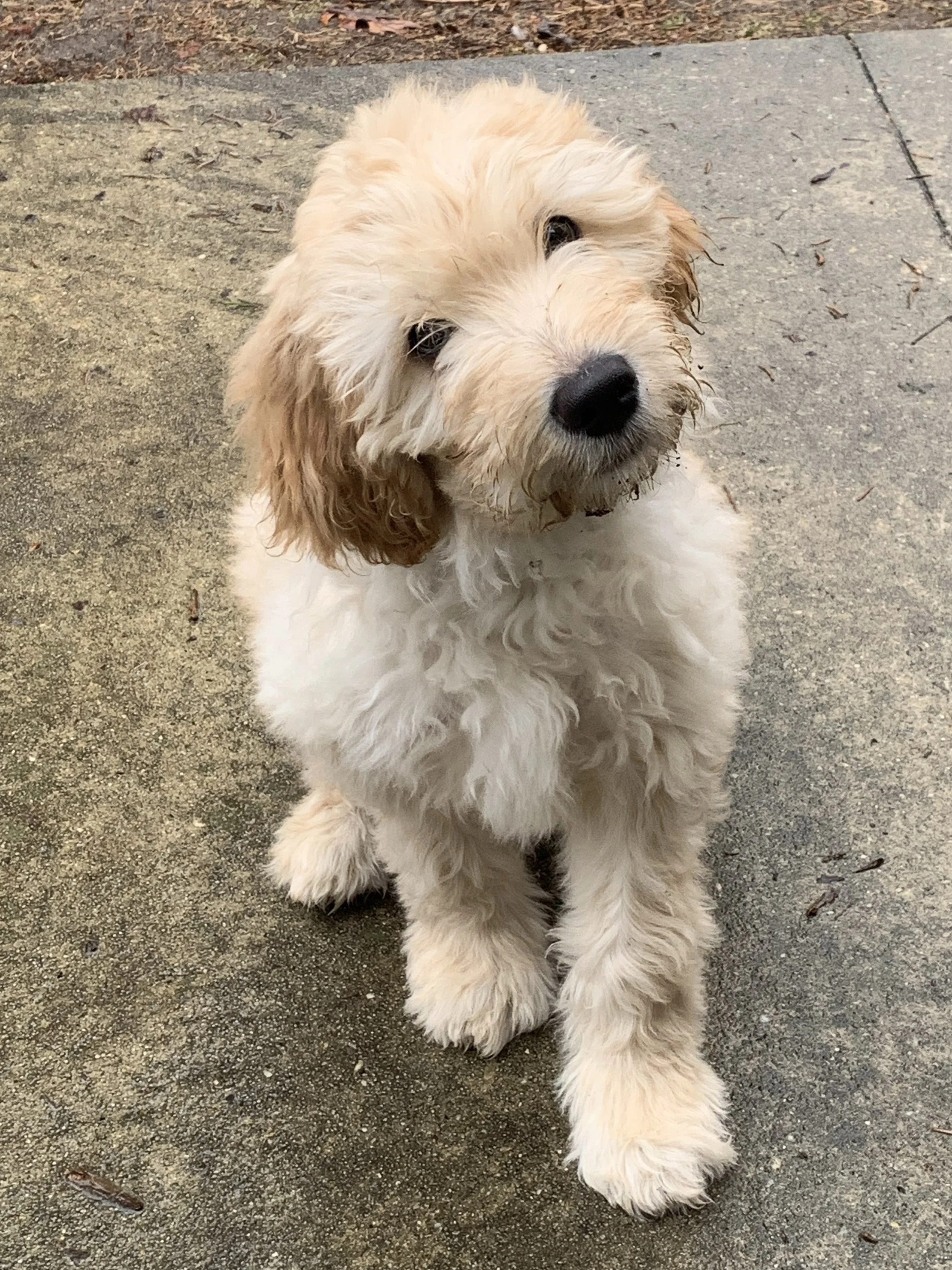 I cannot thank you enough for your generosity in this difficult situation. Finnegan means so much to me.