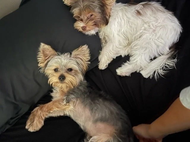 Thank you Frankie's Friends for helping Royal and I during this difficult time.