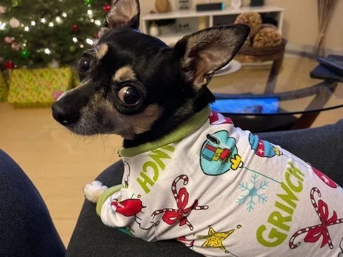 Thank you so much for being the Angel to our fur baby, Marley, at home.