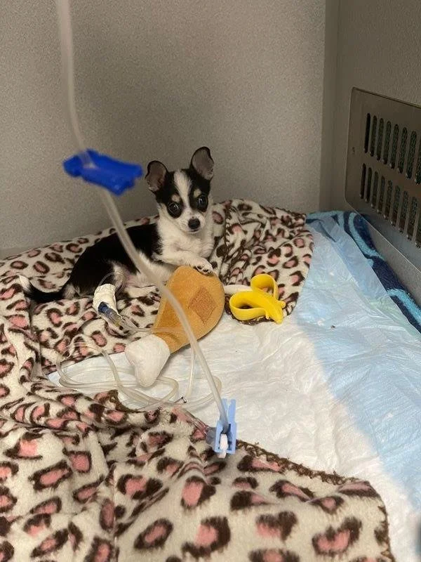 I would like to thank everyone who helped in making my fur baby Luna well.