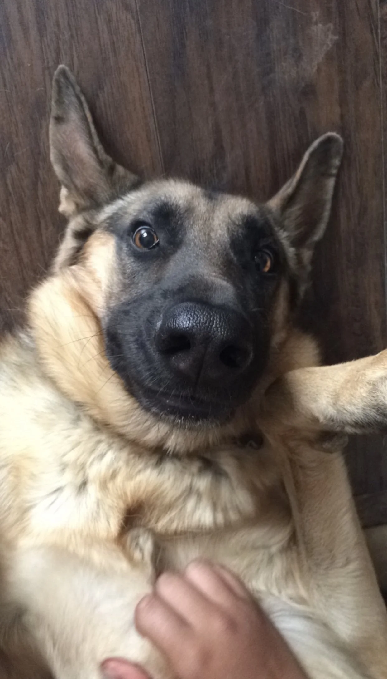 You are our hero and it is beyond words how much this means to us. From the bottom of our hearts thank you for helping Tank!