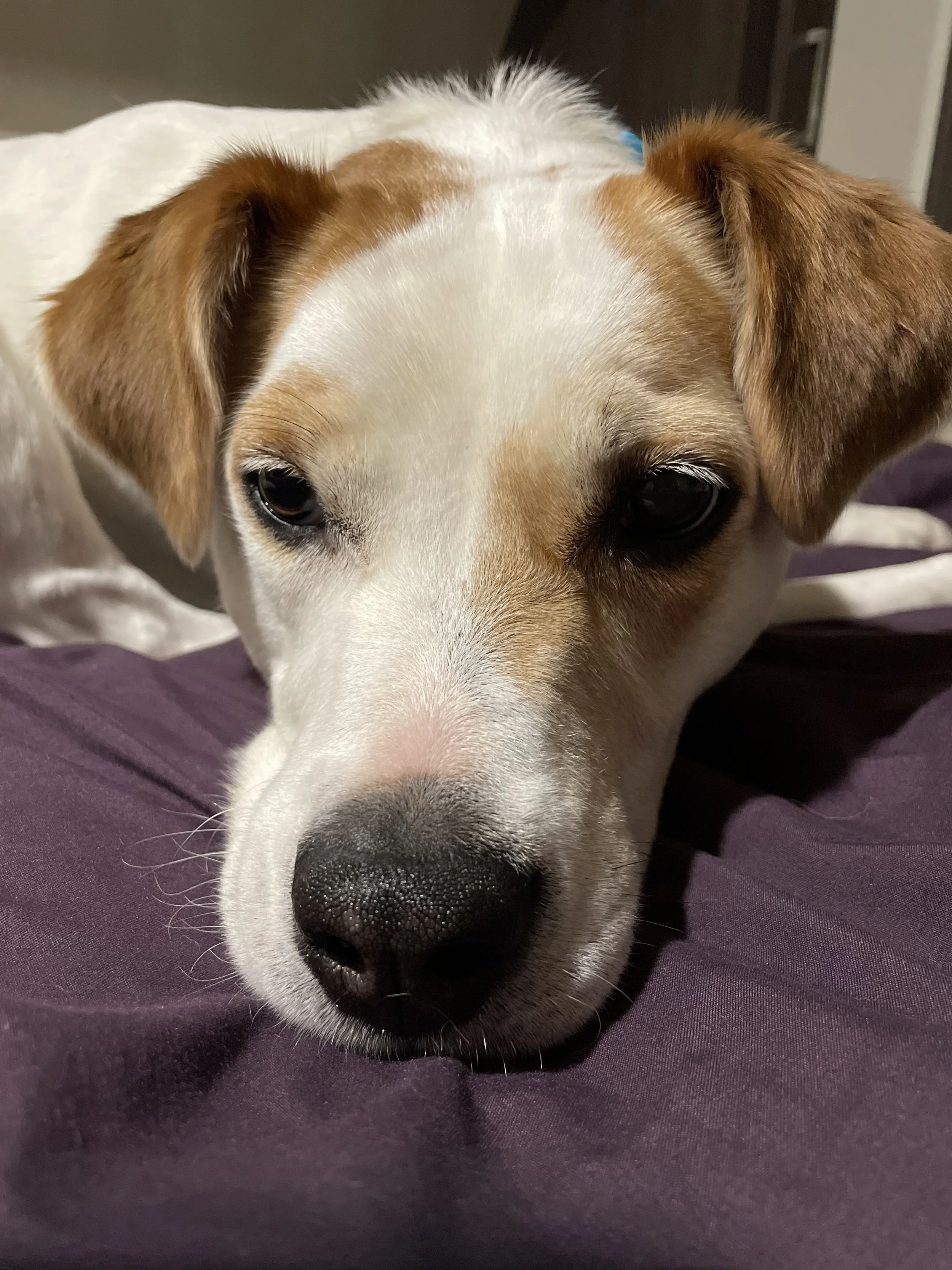 With your help Frankie is going to live a long, pain-free life.