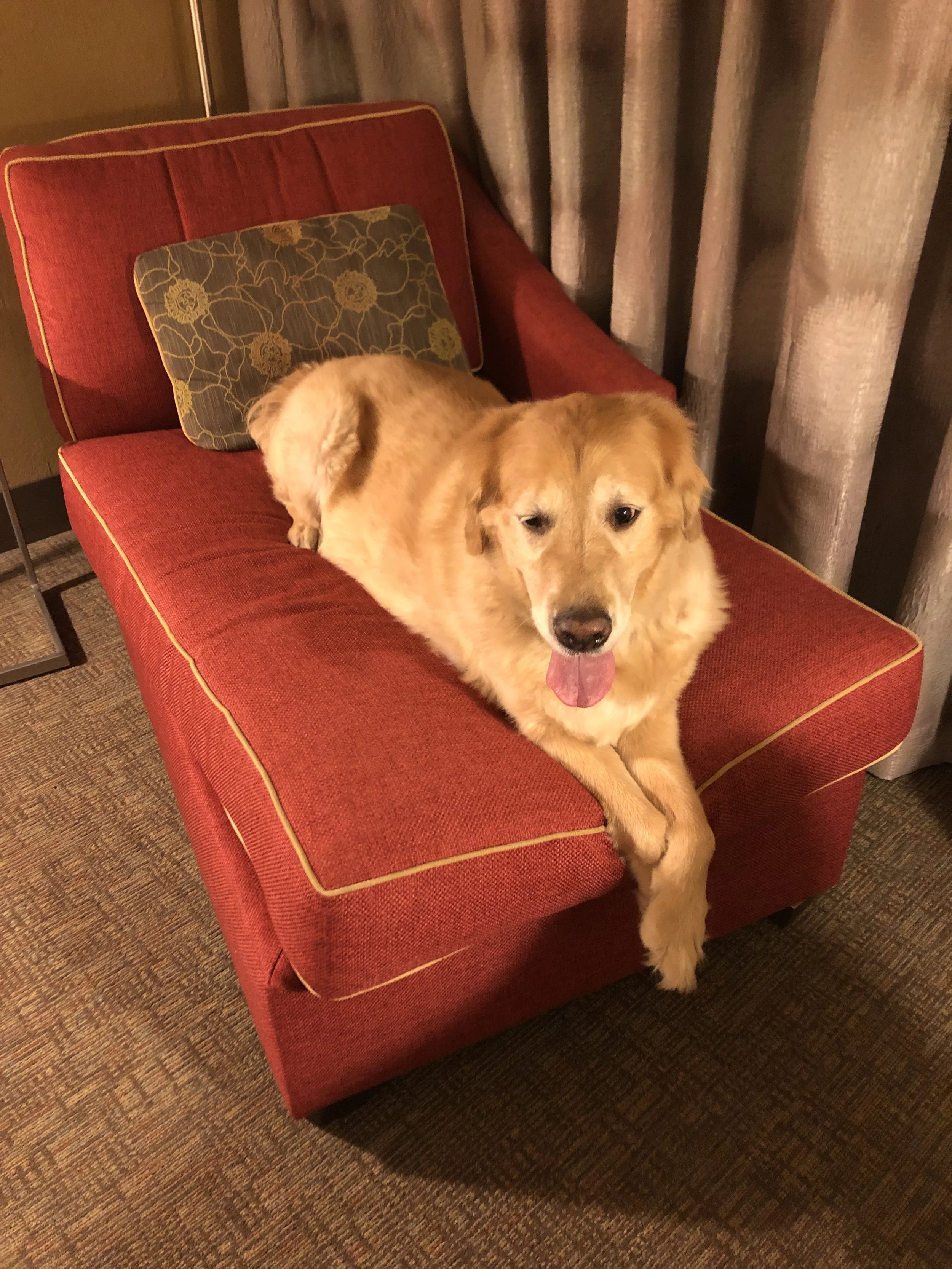  Charlie is my emotional support dog. I can not thank you enough. I don’t know what I would do without my precious boy.