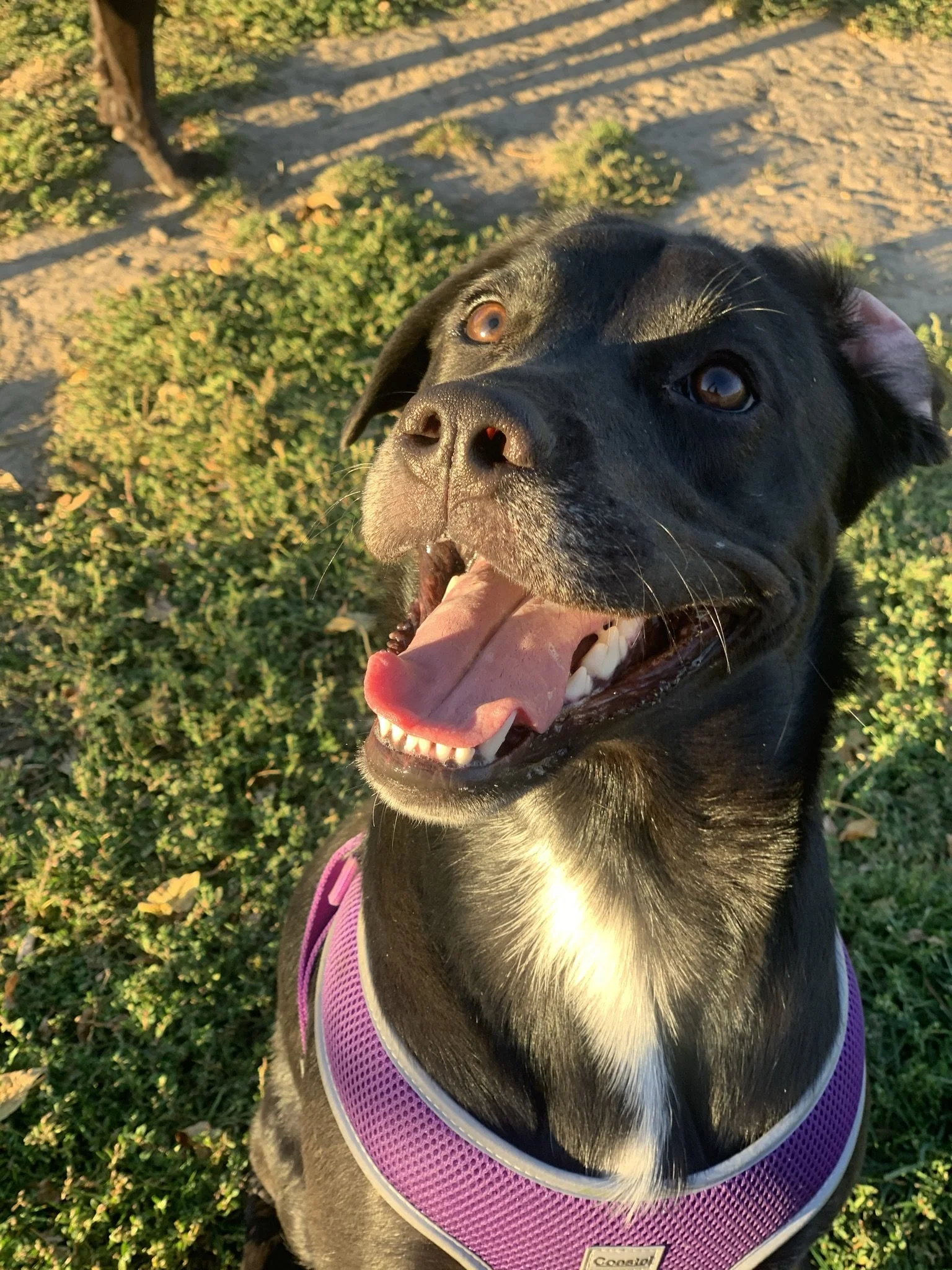 If Athena could she would personally thank everyone of you with a big old kiss or a hug ! 