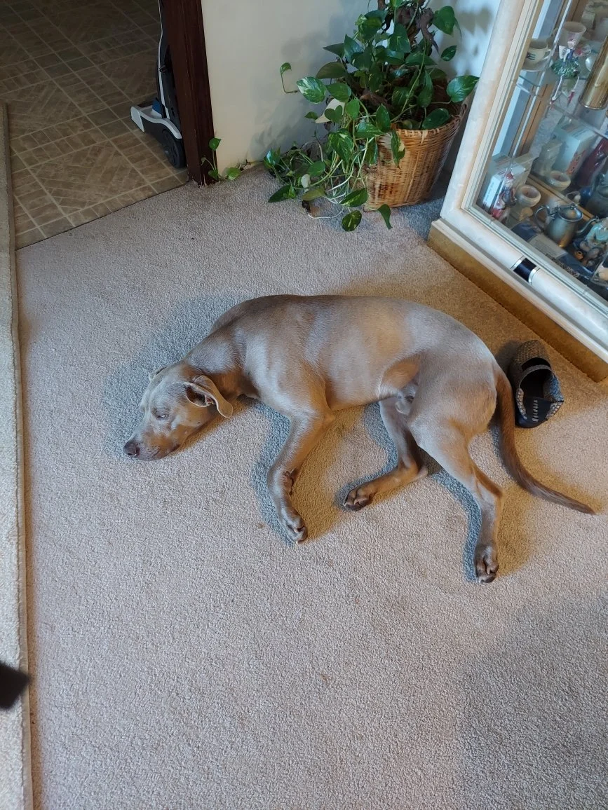 My dog Duke still has plenty of life and I truly need the help.