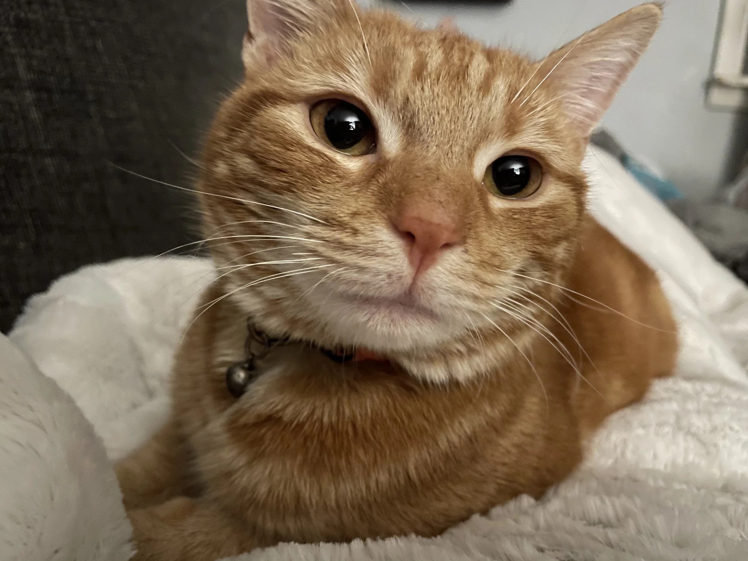 Azrael Pumpkin is a young cat with so much life to live. Thank you so much!