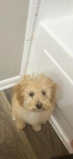 Thank you for helping my puppy, Chloe.