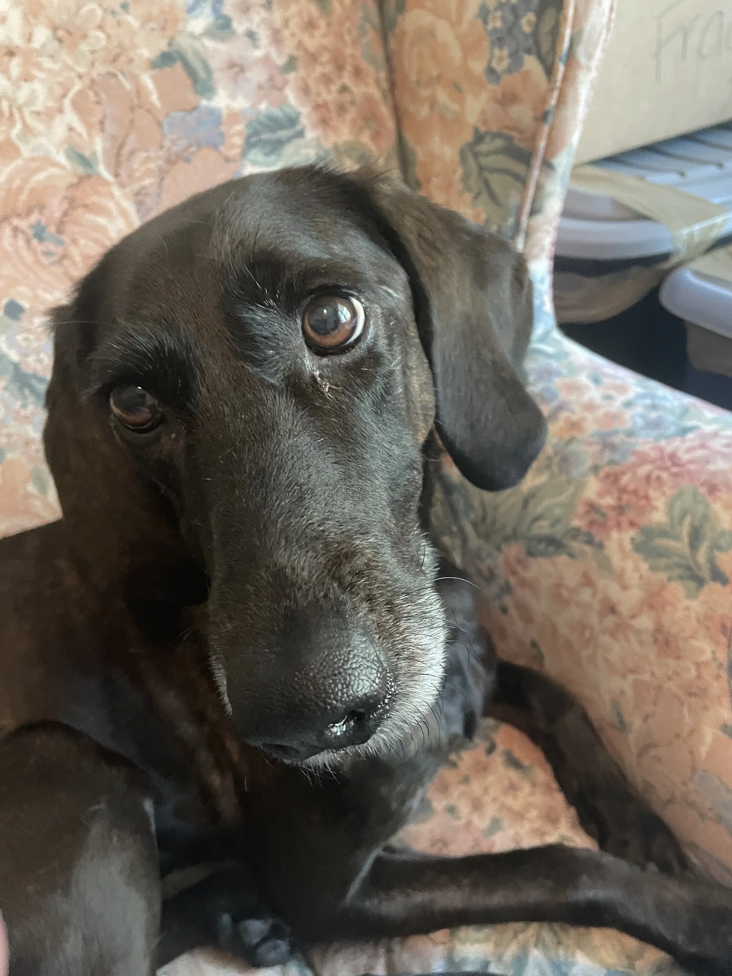 Thank you for helping with your assistance which will give Mitzy the opportunity to live a happy and healthy life.