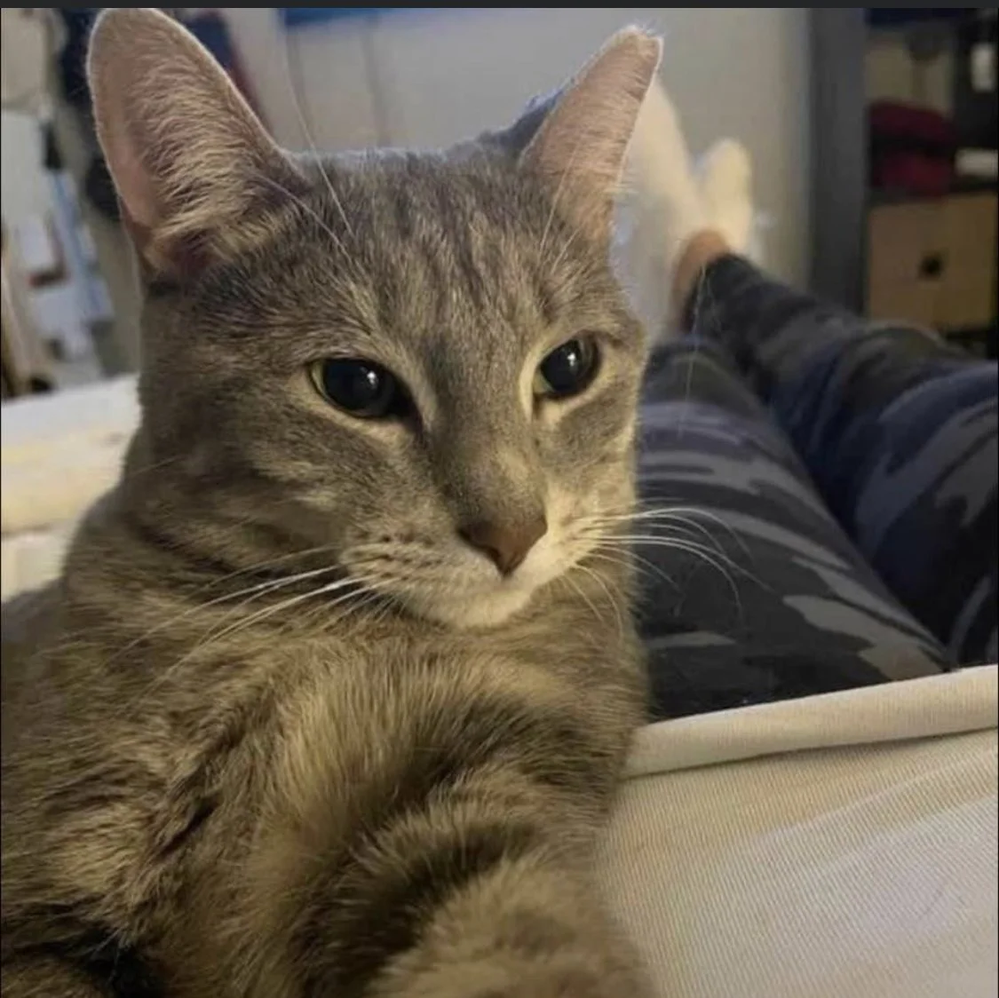 Thank you for helping Chloe, she is my emotional support animal.