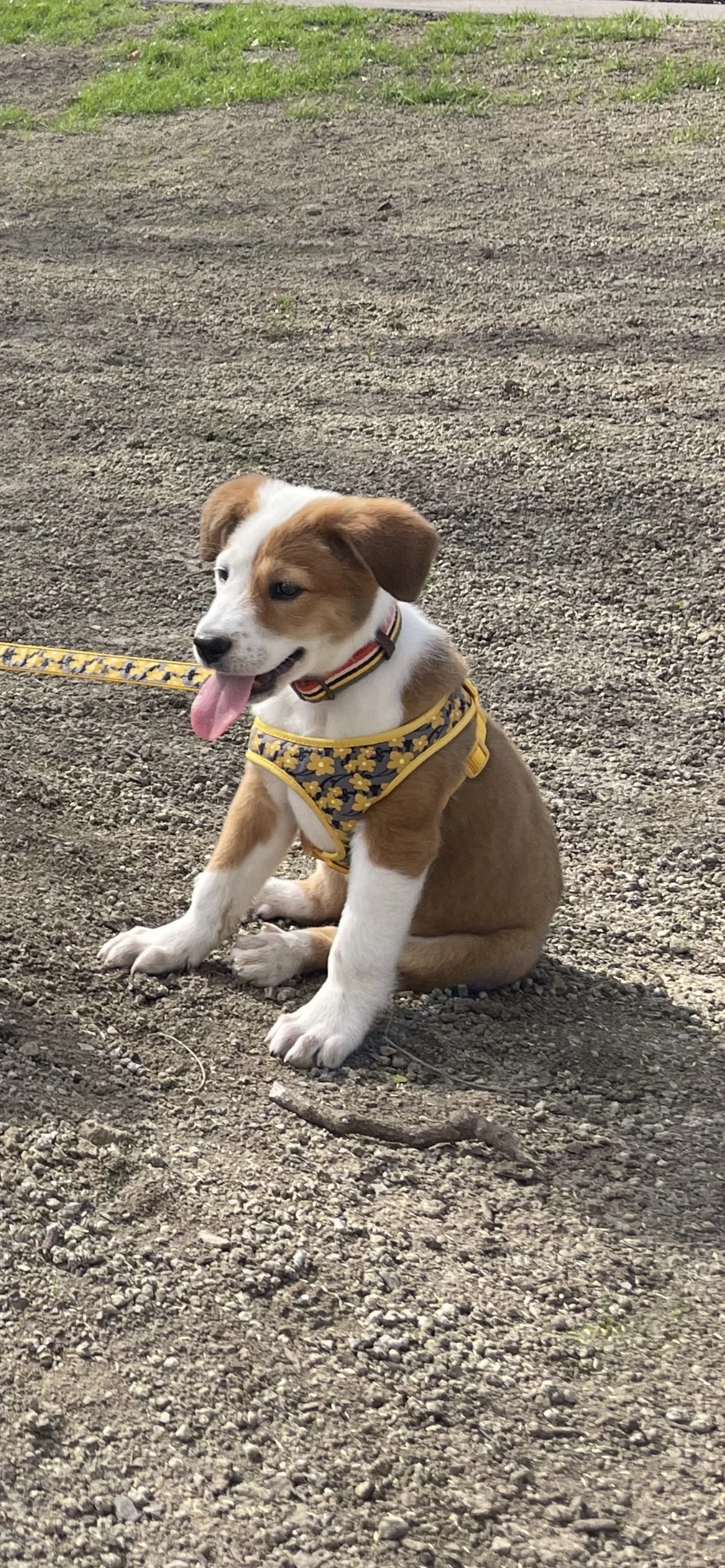 Thank you for your generous donation for our sweet Kona.