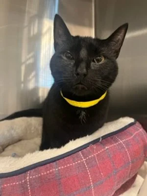 Thank you for helping. Wolfy is very special.