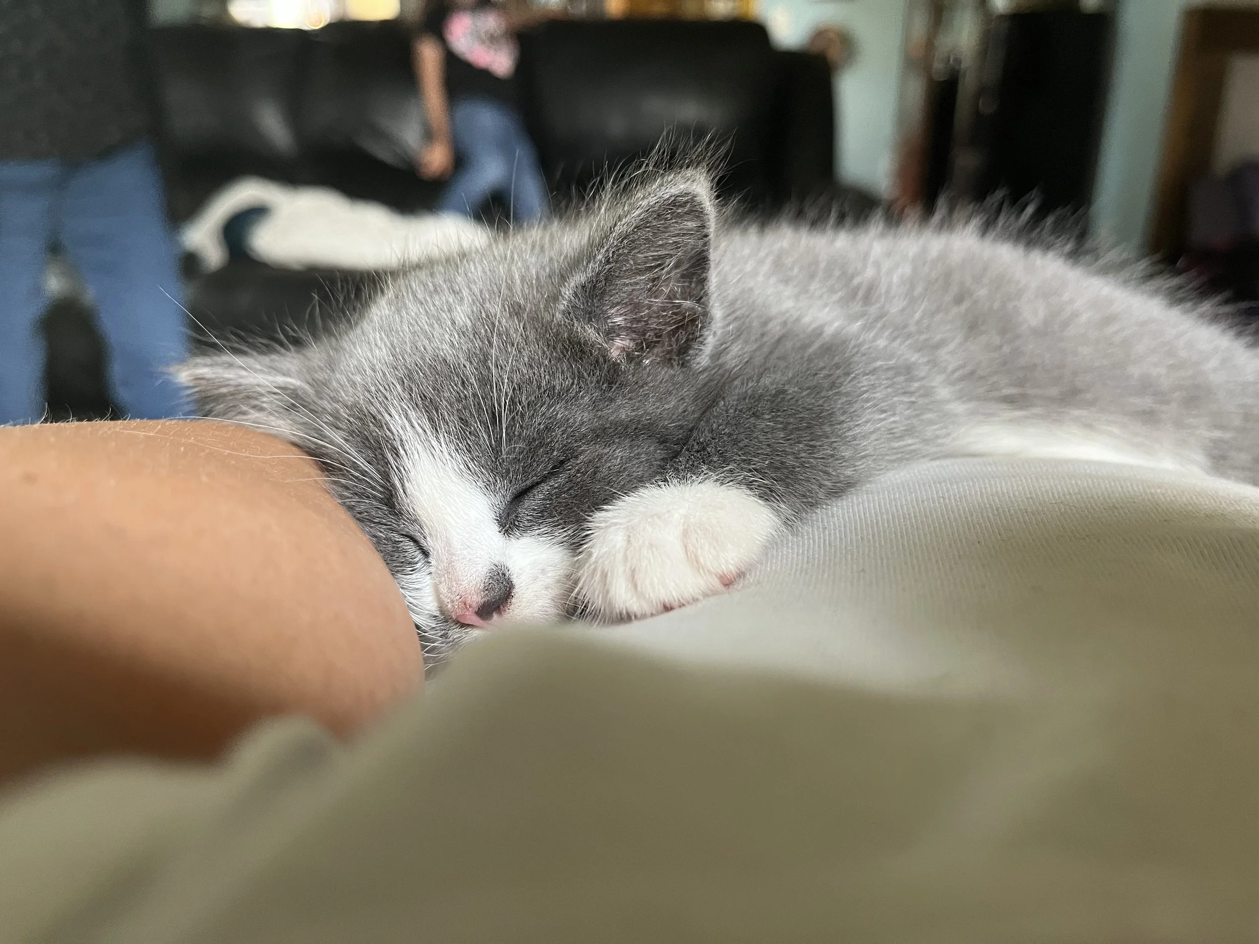 I would like to thank you from the bottom of our hearts for assistance in providing for our new kitten, Darla.