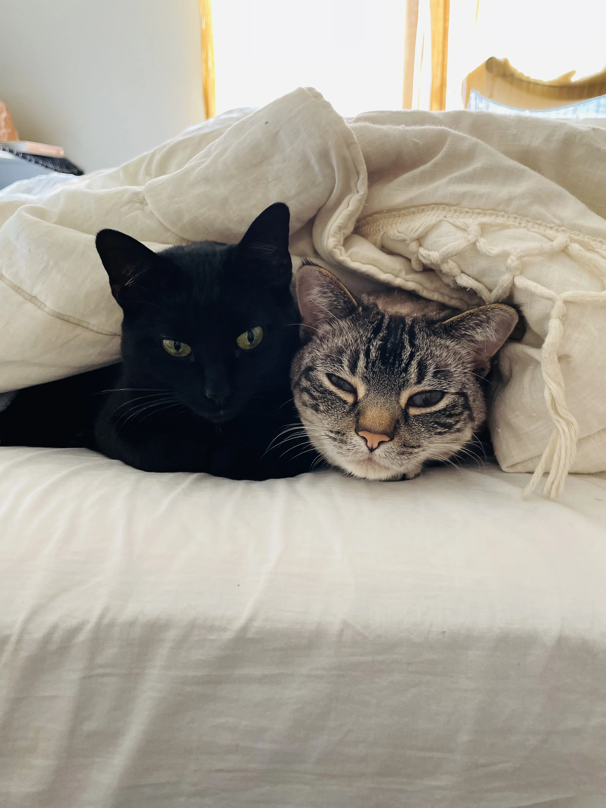 Without the help from donors, we would have not been able to afford the care Zaboo needed.