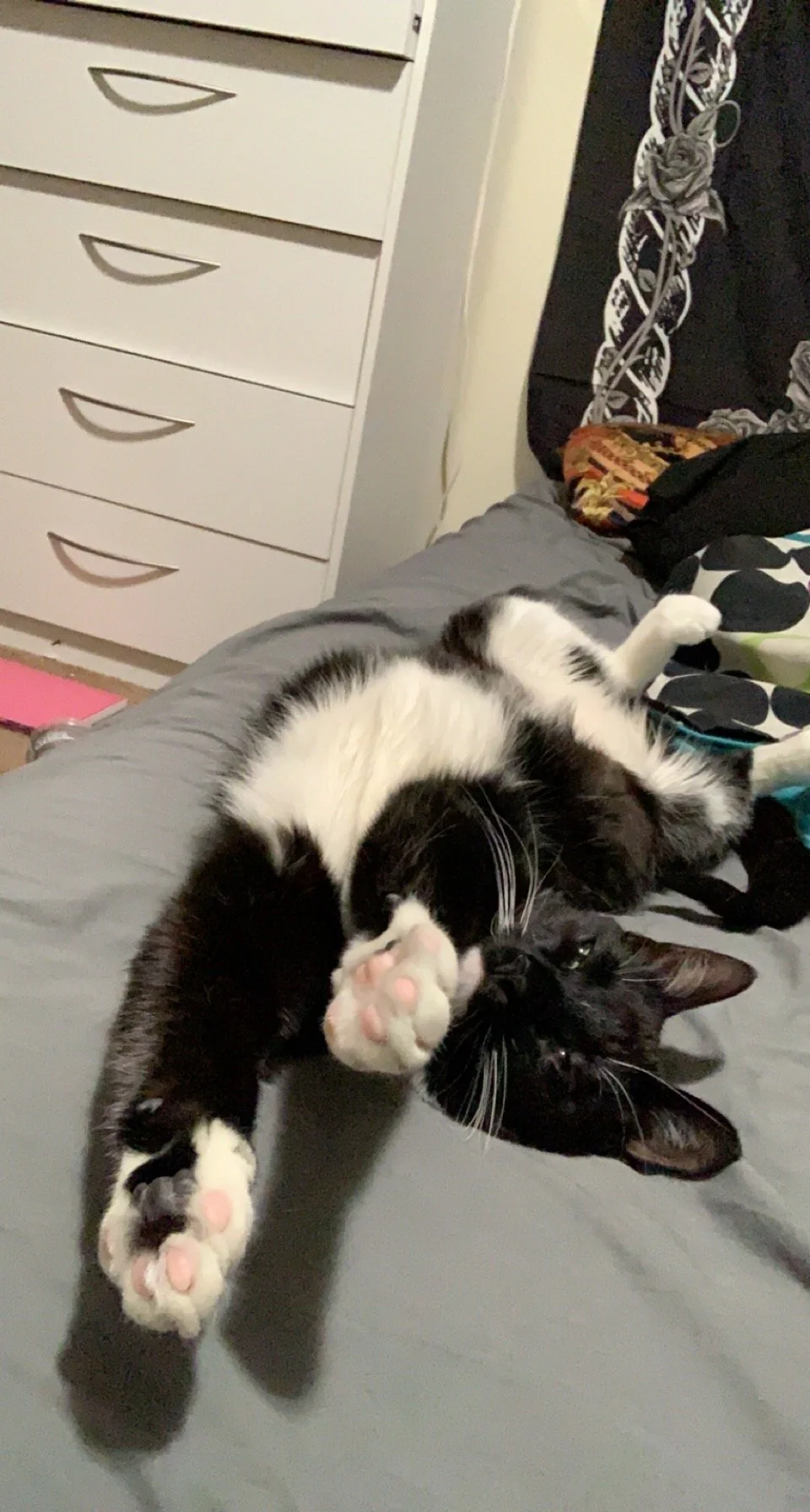 I'm pretty sure if Tokyo could speak, he would be thanking you too!