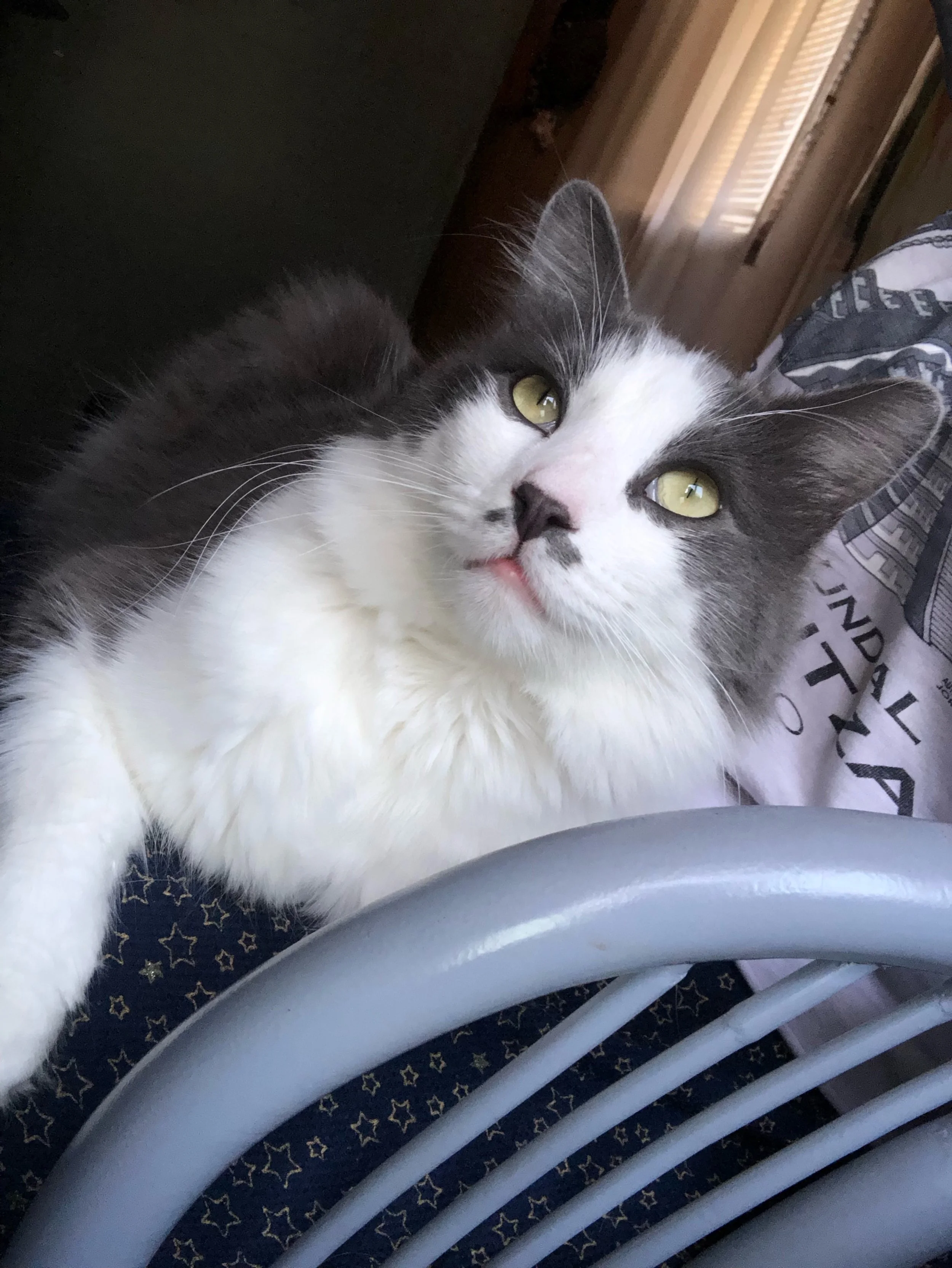 I would like to thank Frankie's Friends National Fund for helping me pay for my big boy, Elmer's, surgery.