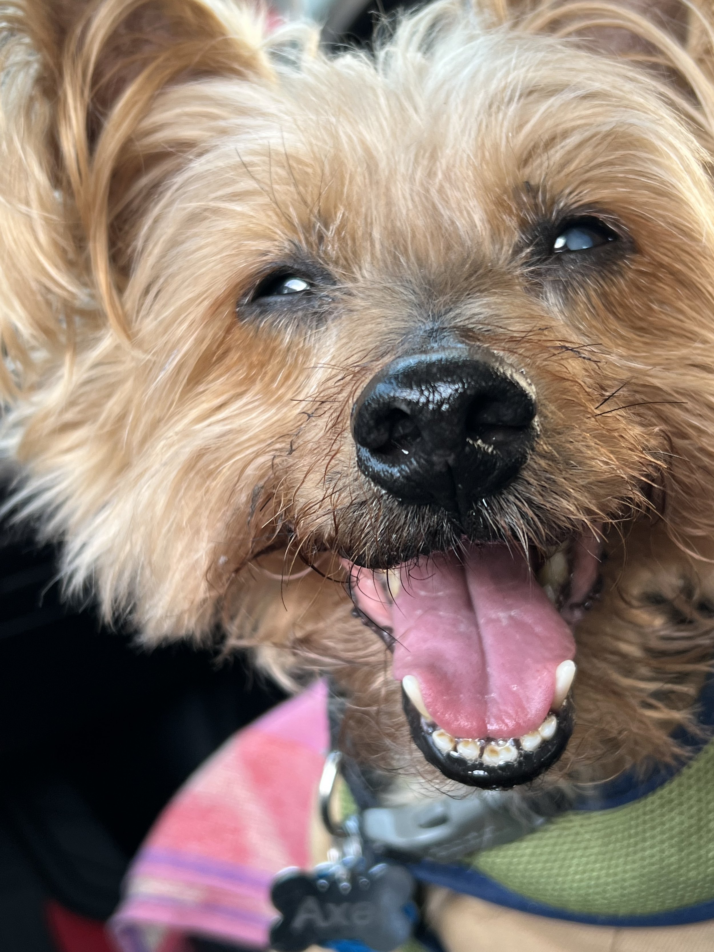 Thank you. Axel is our beloved family member and he means the world to us.