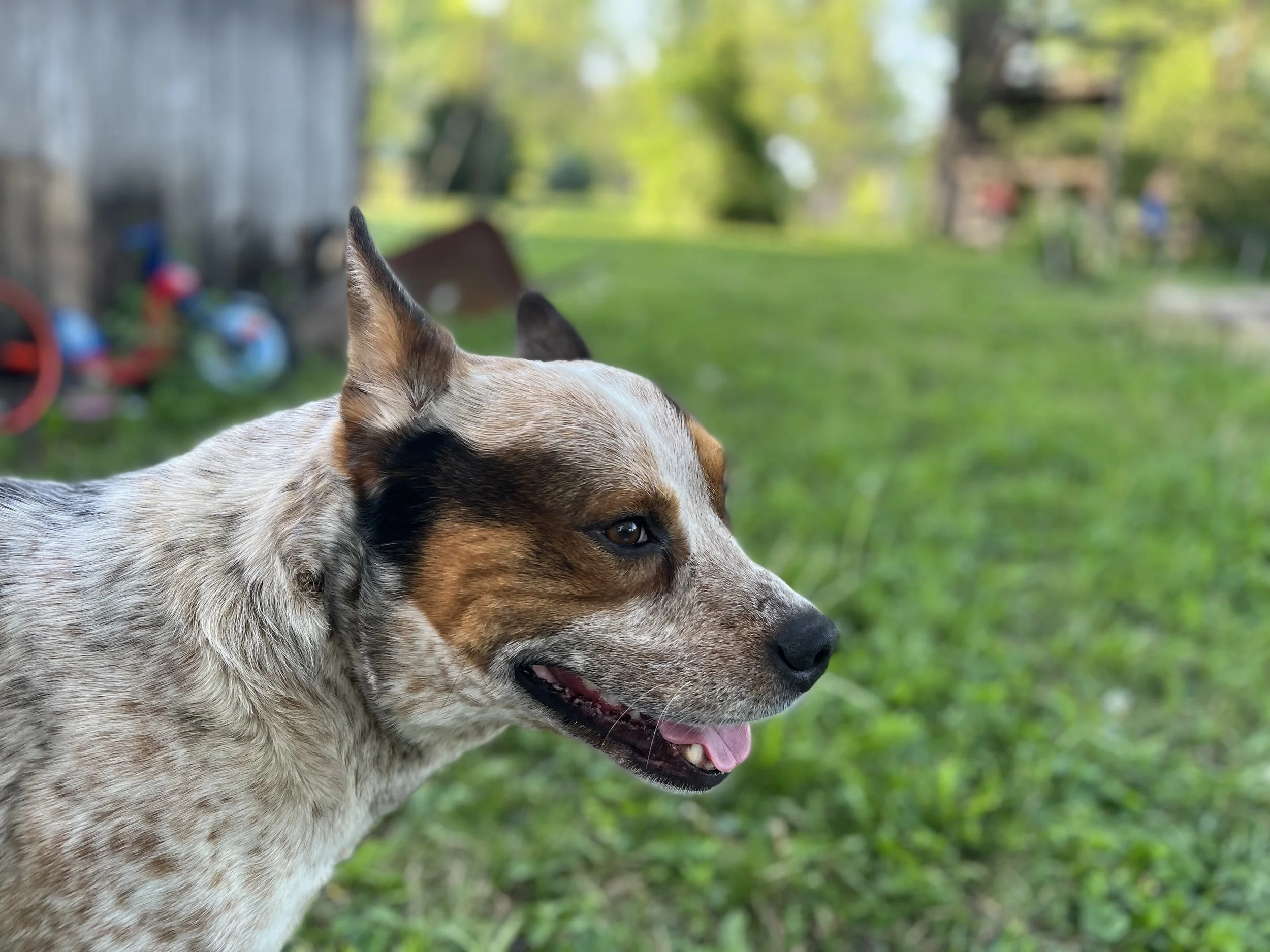 We love Rusty and just can't afford his surgery.