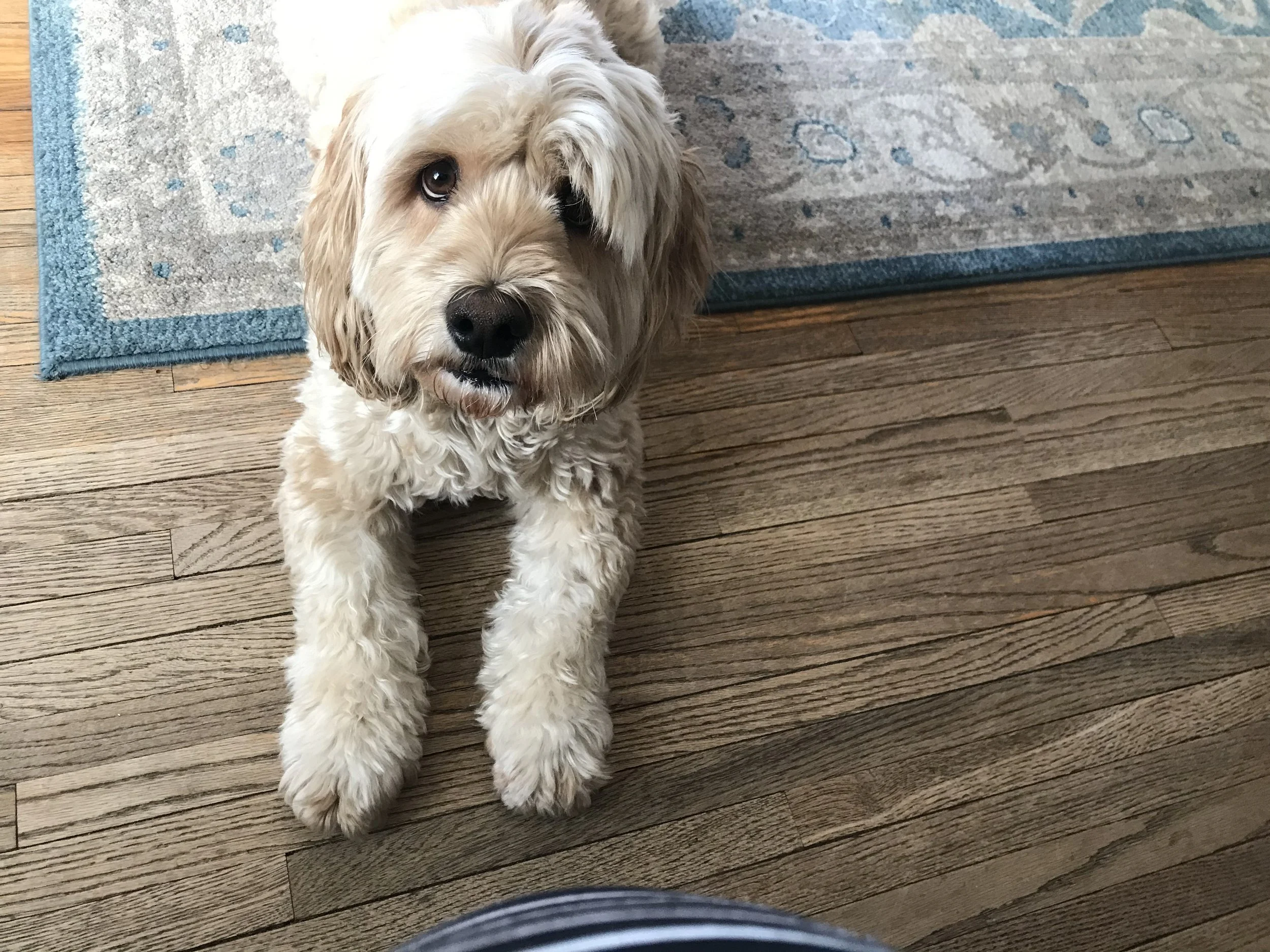 Chester provided comfort and companionship and a reason to get out of bed every day.