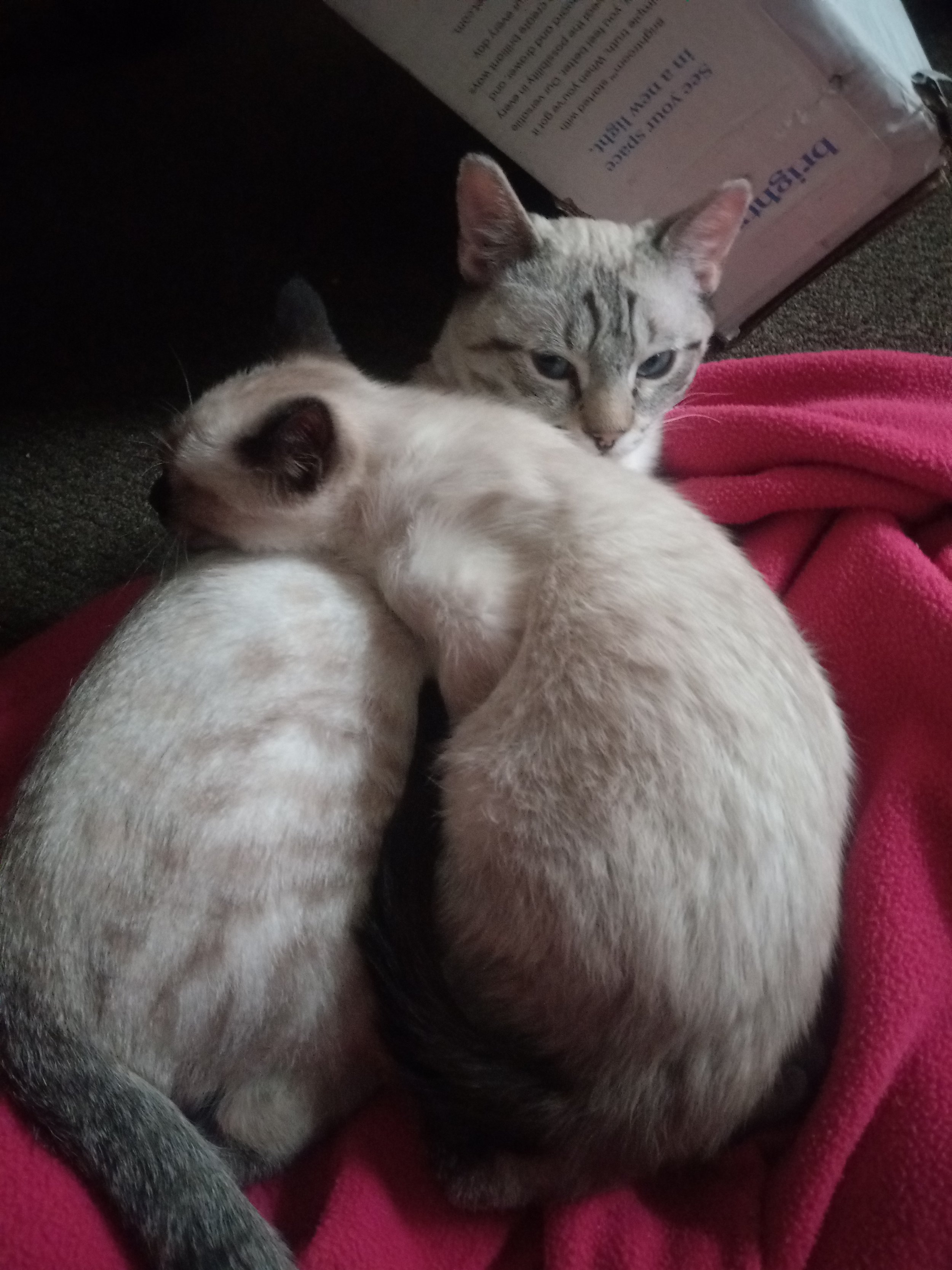 My family and I greatly appreciate being able to receive this help for Fufu.