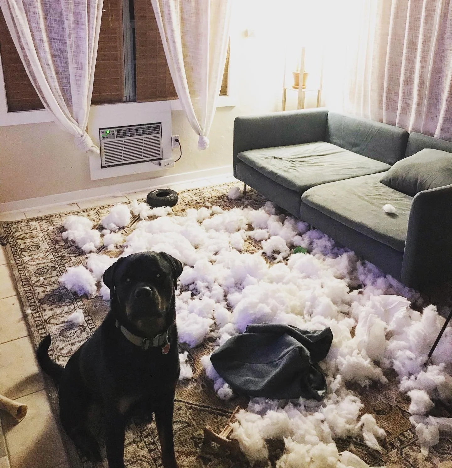 We more than appreciate the help you have given to Rocko. He's special.