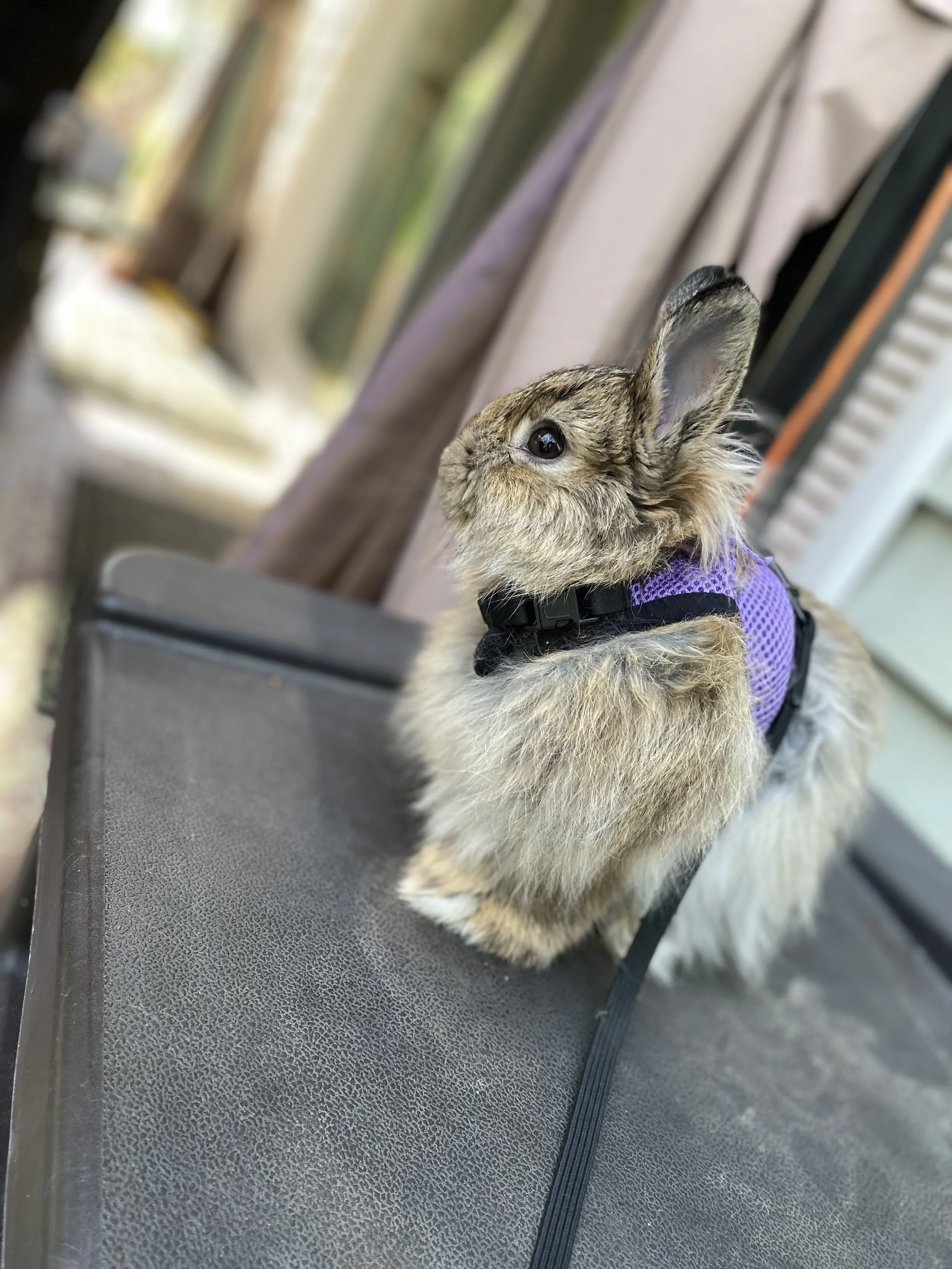 We hope to give Junior another healthy chance at life.