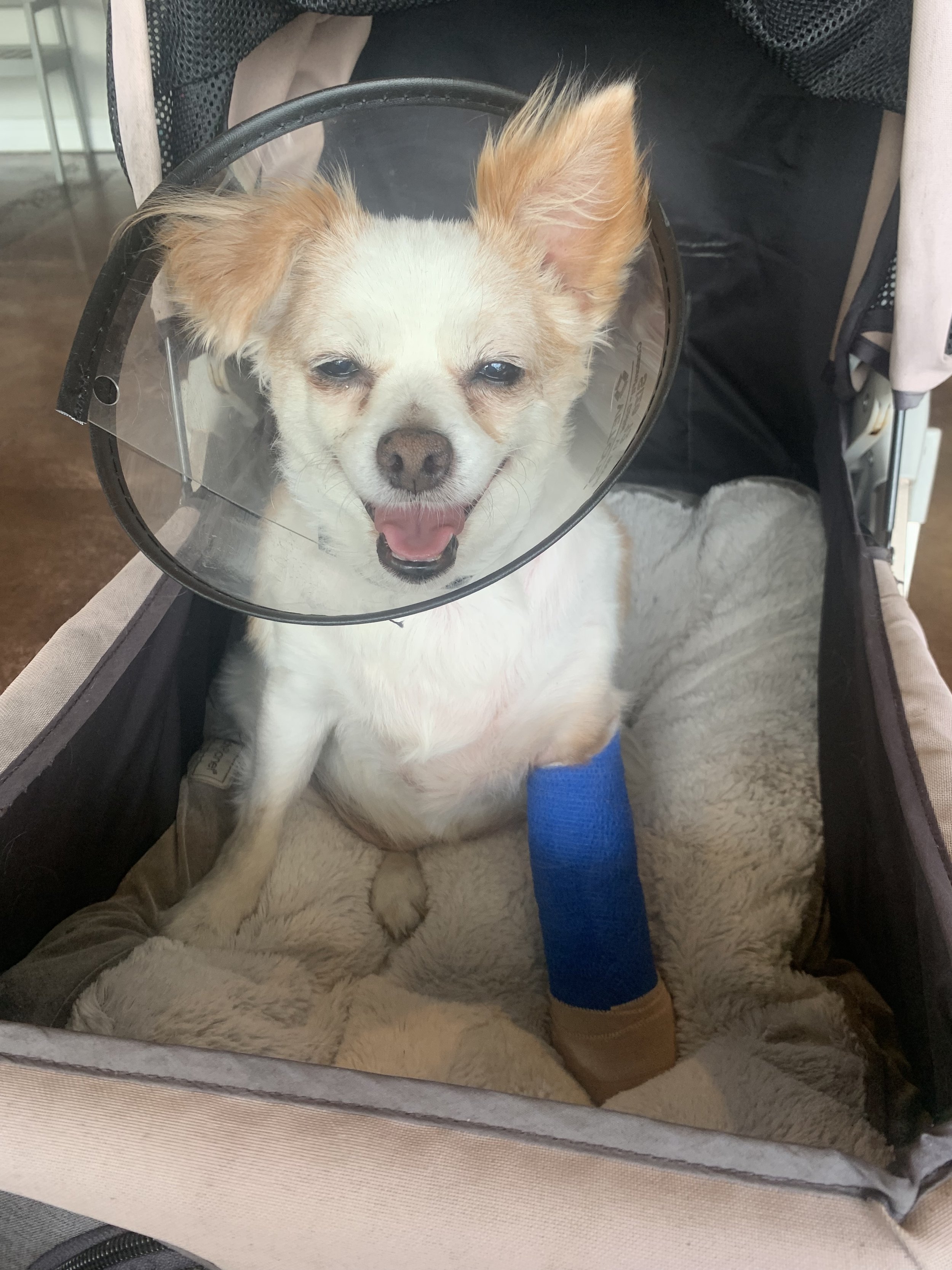 Twiggy is a tan and white, small Papillion-type dog that wandered into our home and our hearts several years ago. 