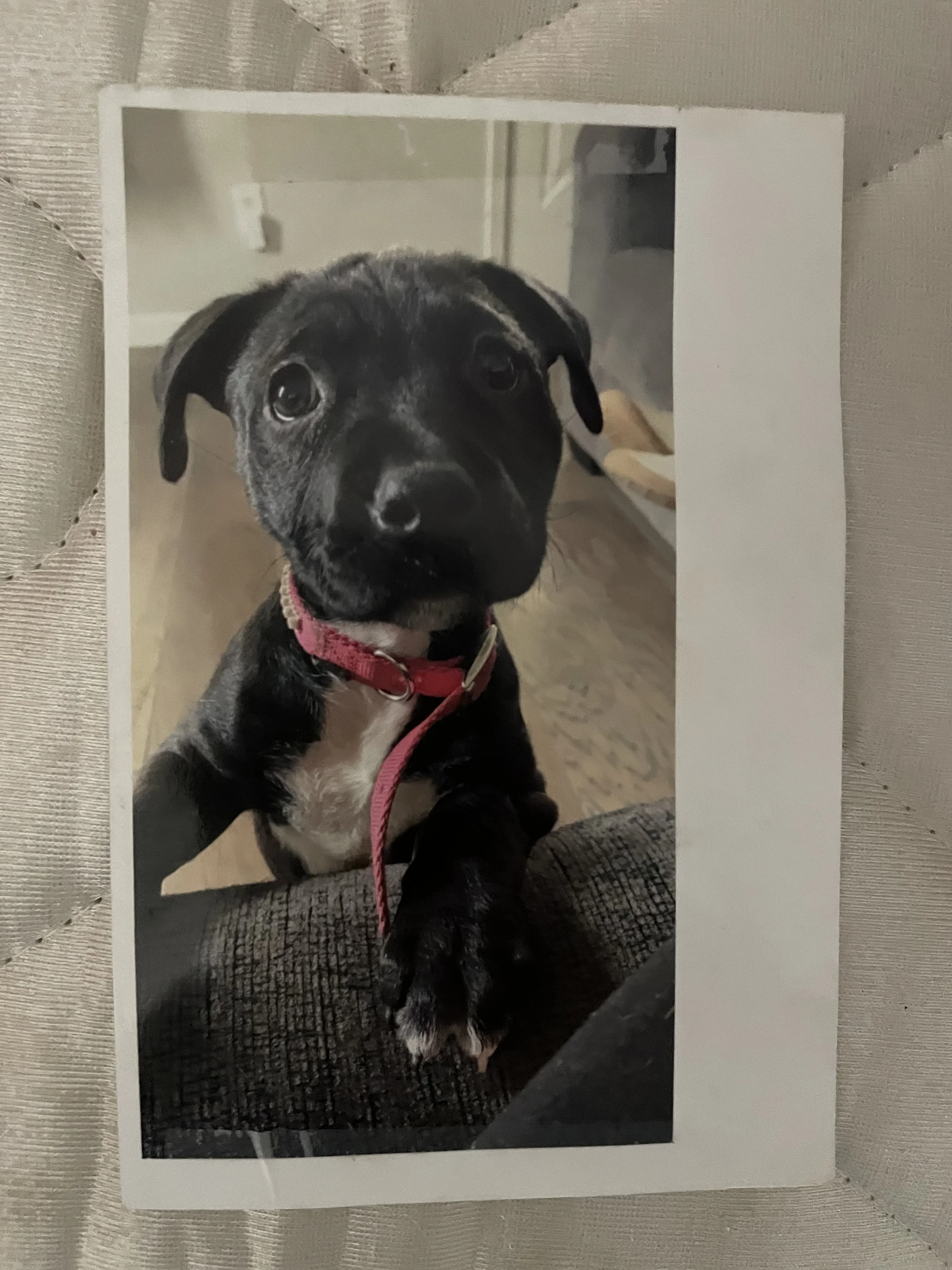 It is hard to put into words how grateful our family is to receive funds to help our puppy Piper.