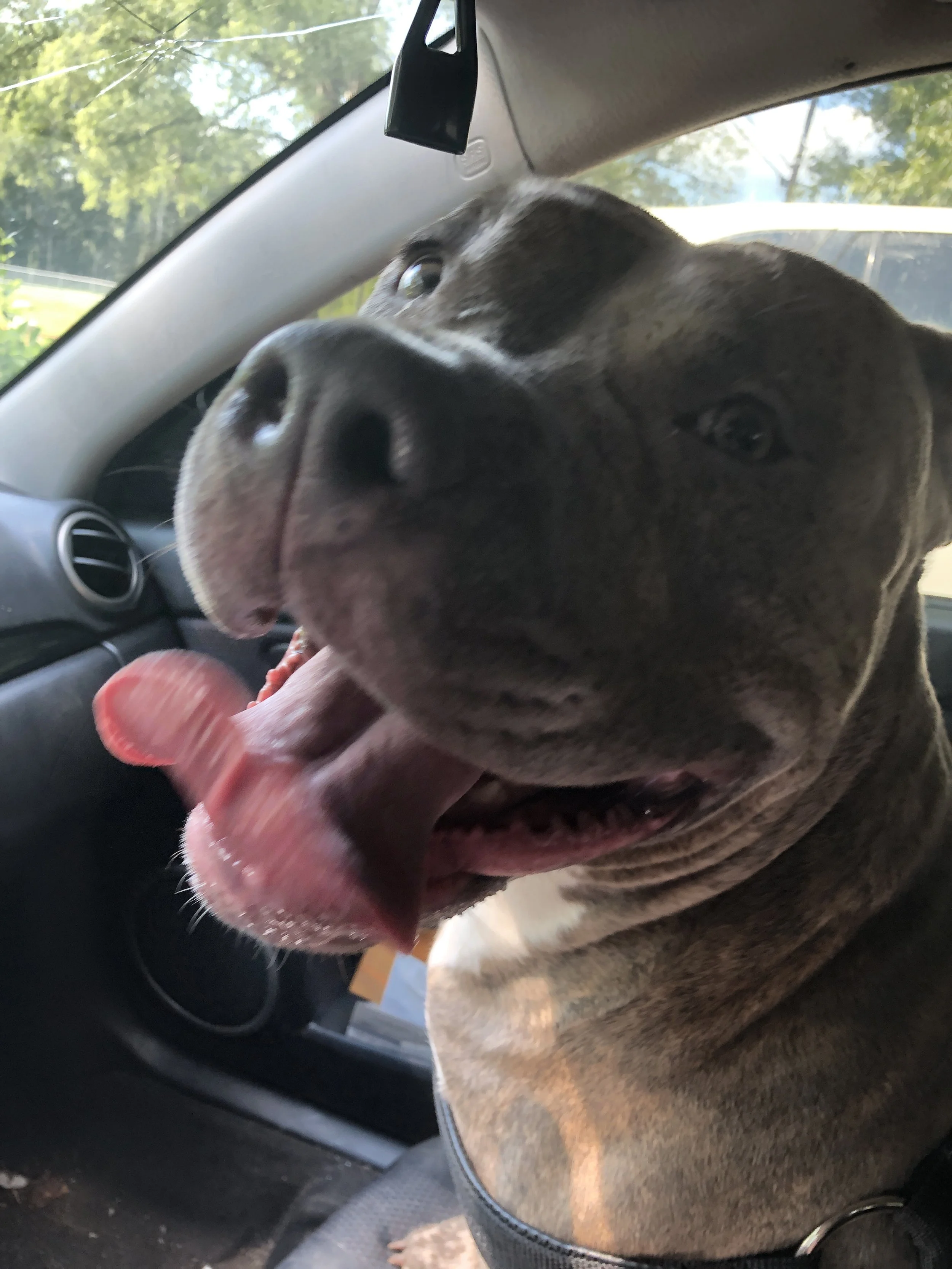 I would like to thank you for saving my best friend Penelope.