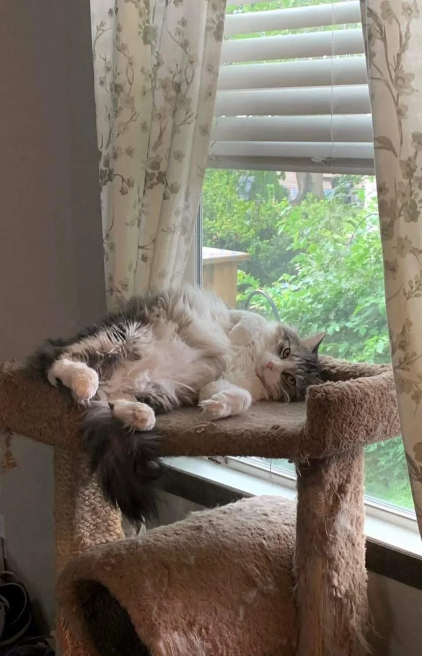 I appreciate your help for Zeppelin beyond belief. My animals are my life