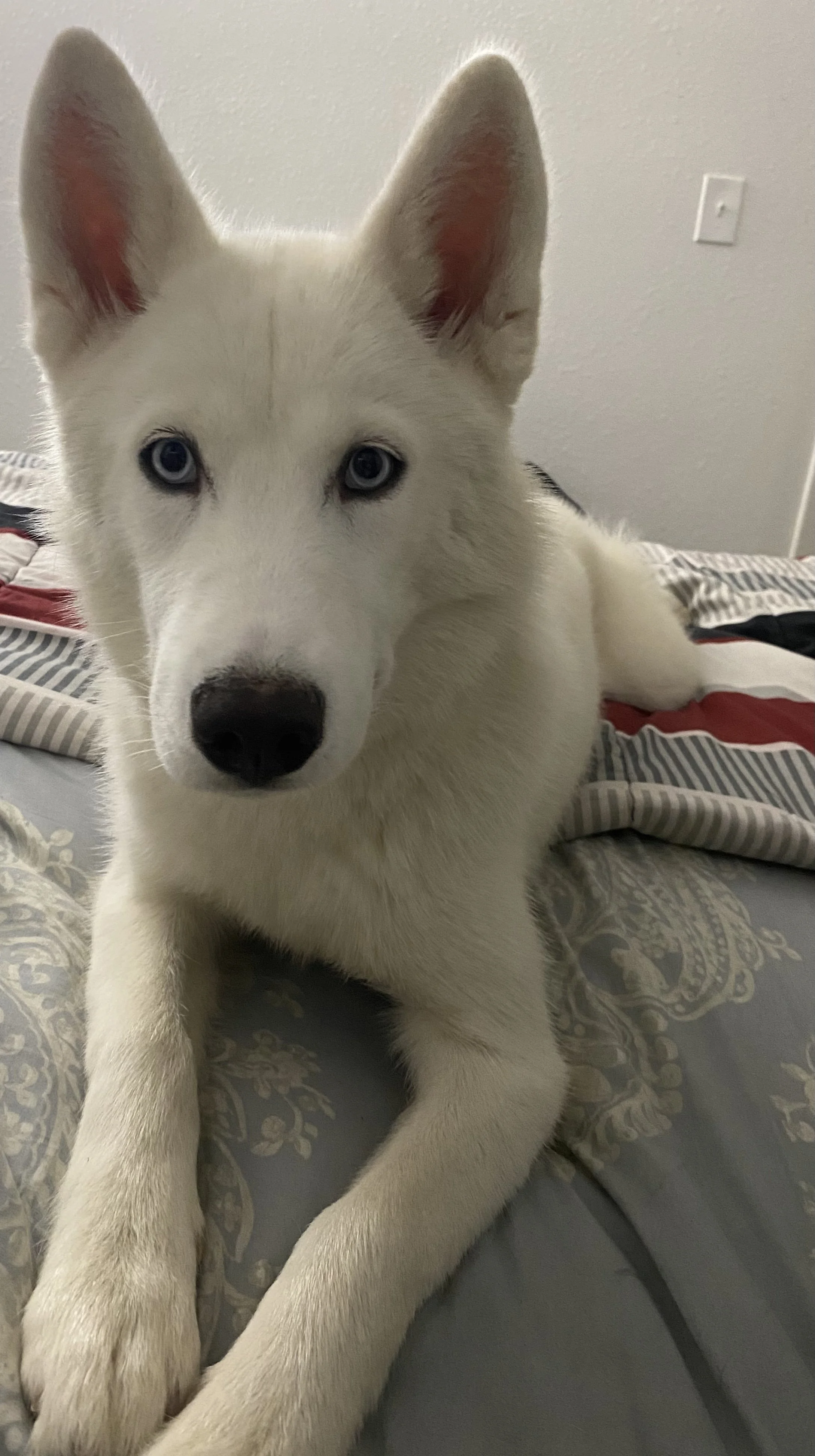 I want to say thank you from the bottom of my heart. I am genuinely grateful for all who helped to assist Snow.