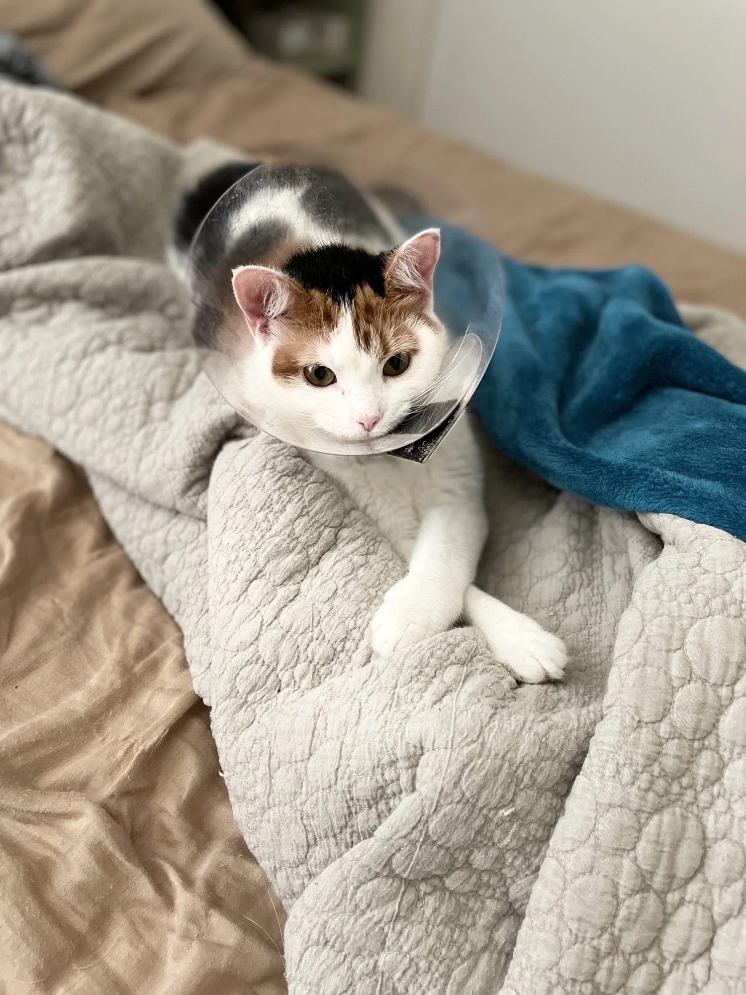 We would like to thank y’all and everyone for helping us help our baby, Peaches.