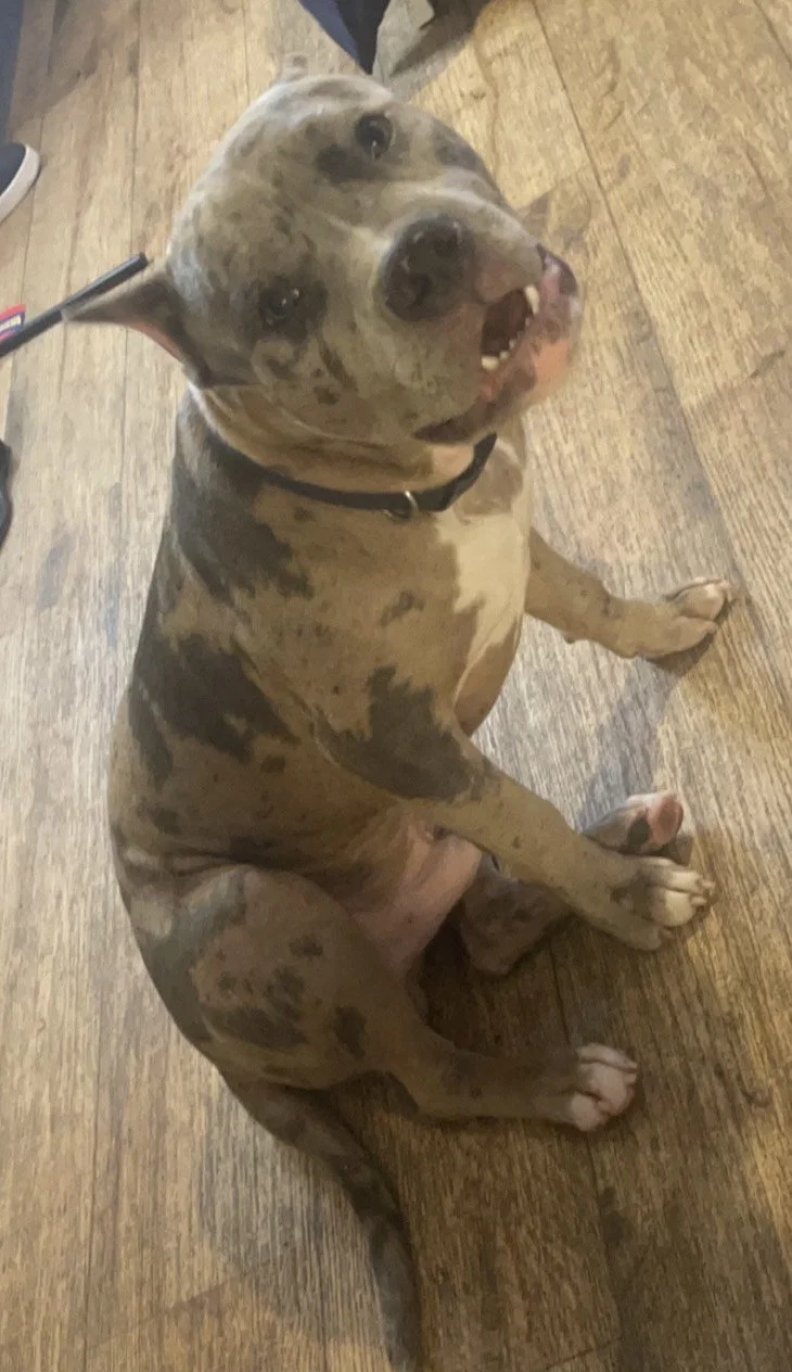 Frankie’s Friends Hope Fund helped Marley receive lifesaving treatment for smoke inhalation at BluePearl in Phoenix AZ. This is a note from Marley’s family.
