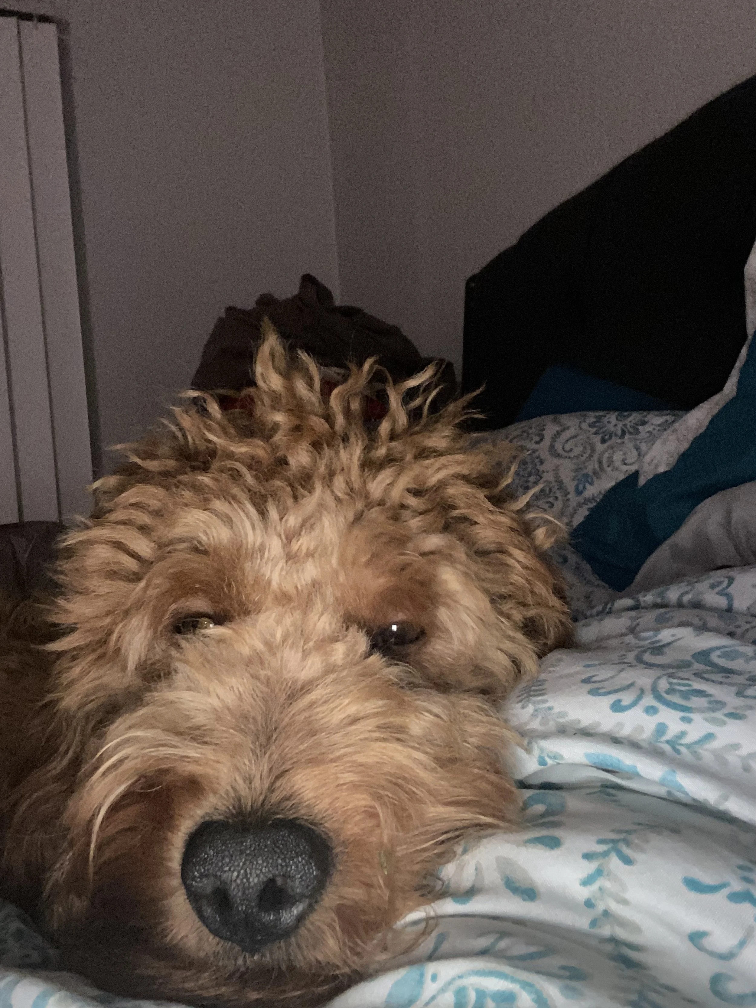 I truly appreciate your donations to help my Yetti!! He brings joy and Love to every room!!