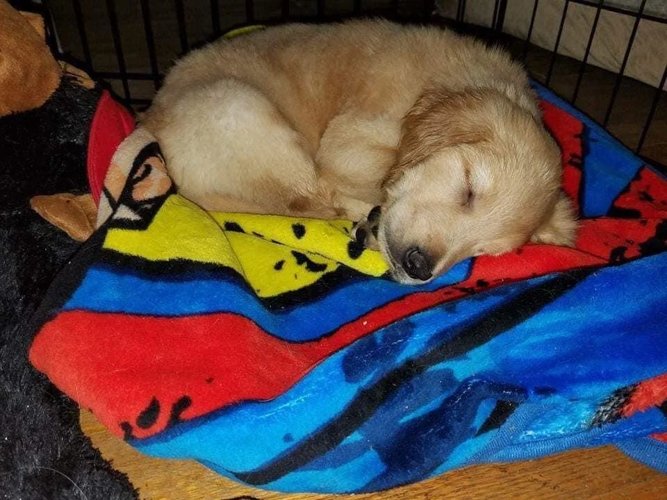 Sammy isn’t just a dog, he is my best friend, my heart walking around outside my chest.