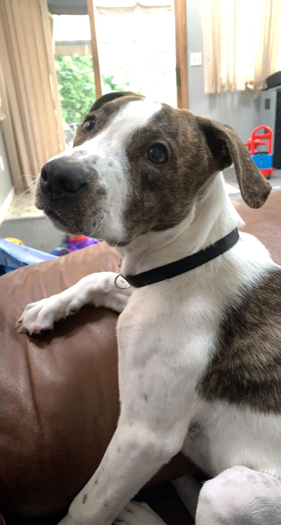 We thank you from the bottom of our heart for donating to a fund that was able to help us save our dog Goose!