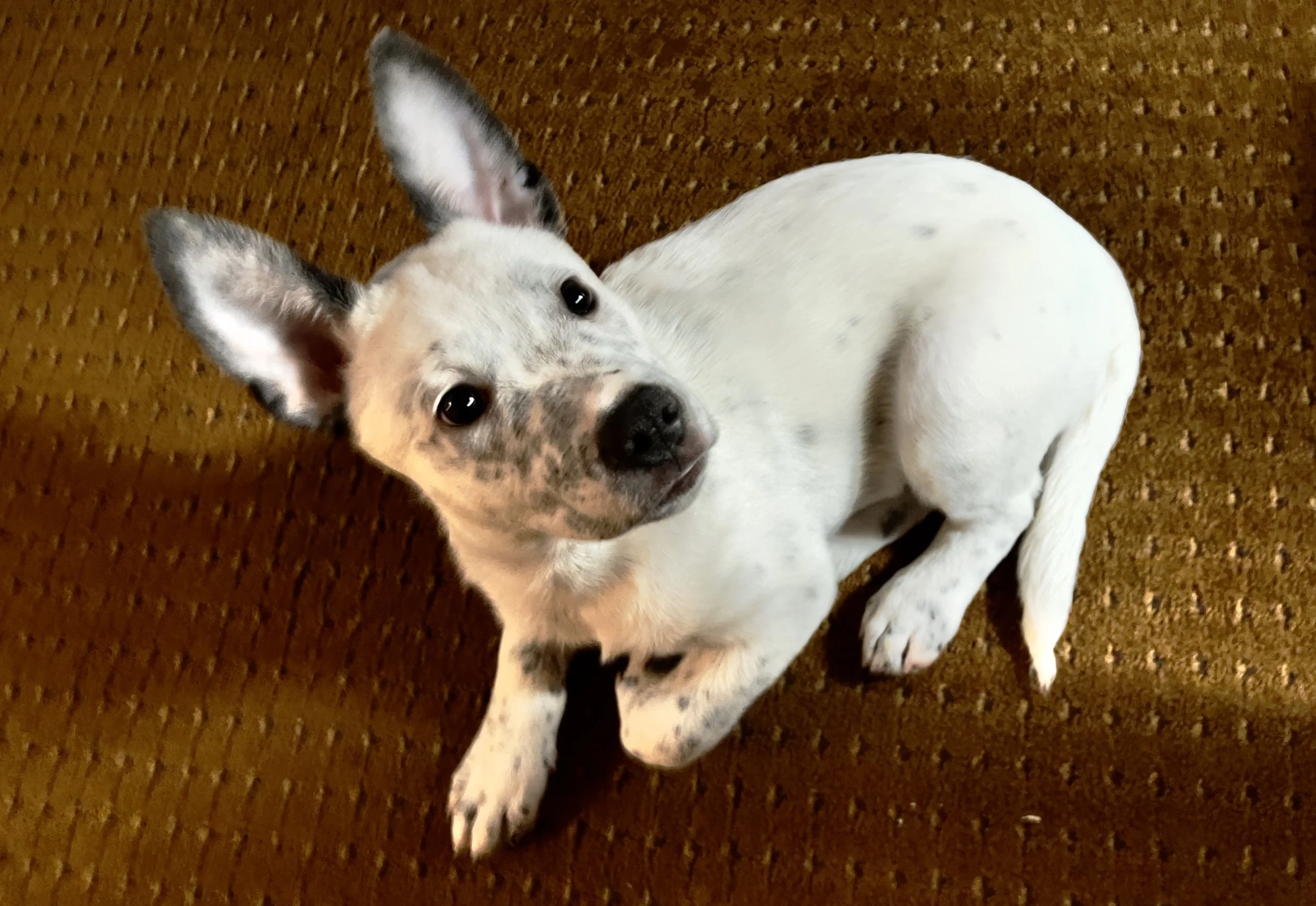 I will never forget your kindness, your support, and your compassionate help for me and my dog Fluff.