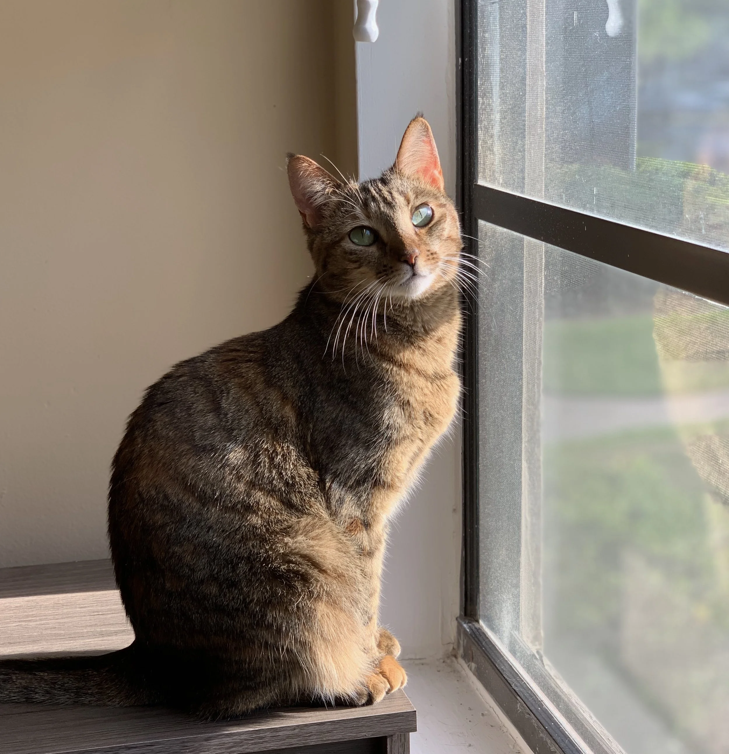 I would like to extend my sincere gratitude for this opportunity to have the assistance and support of Frankie’s Friends on behalf of my very special friend and companion, Mellie.