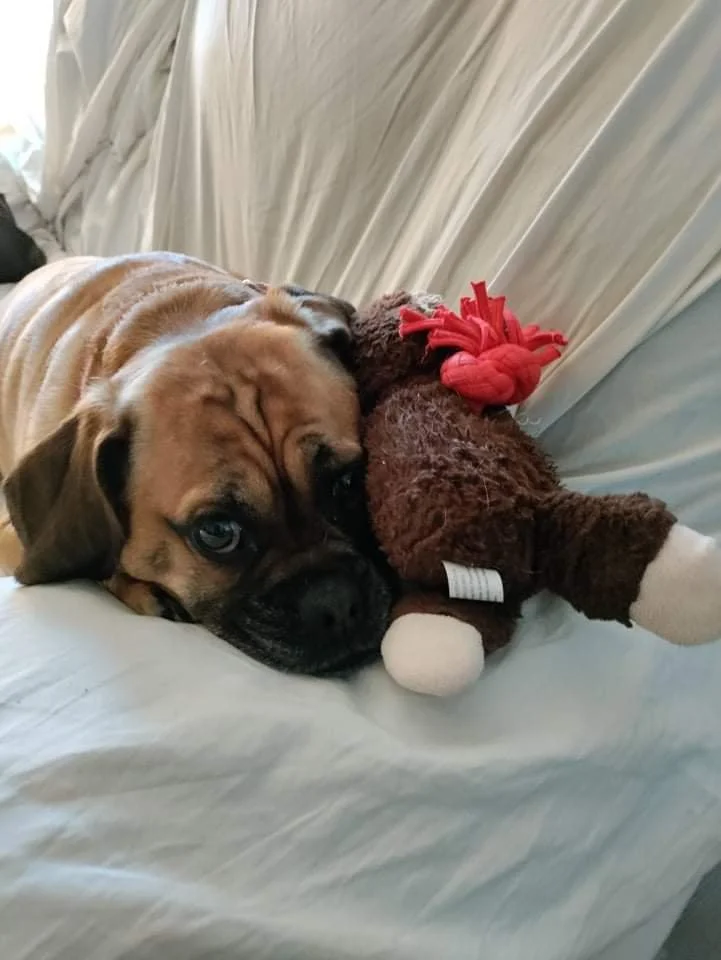 With your help,  Liloo will continue to bring joy and love to those who are desperately in need of it.